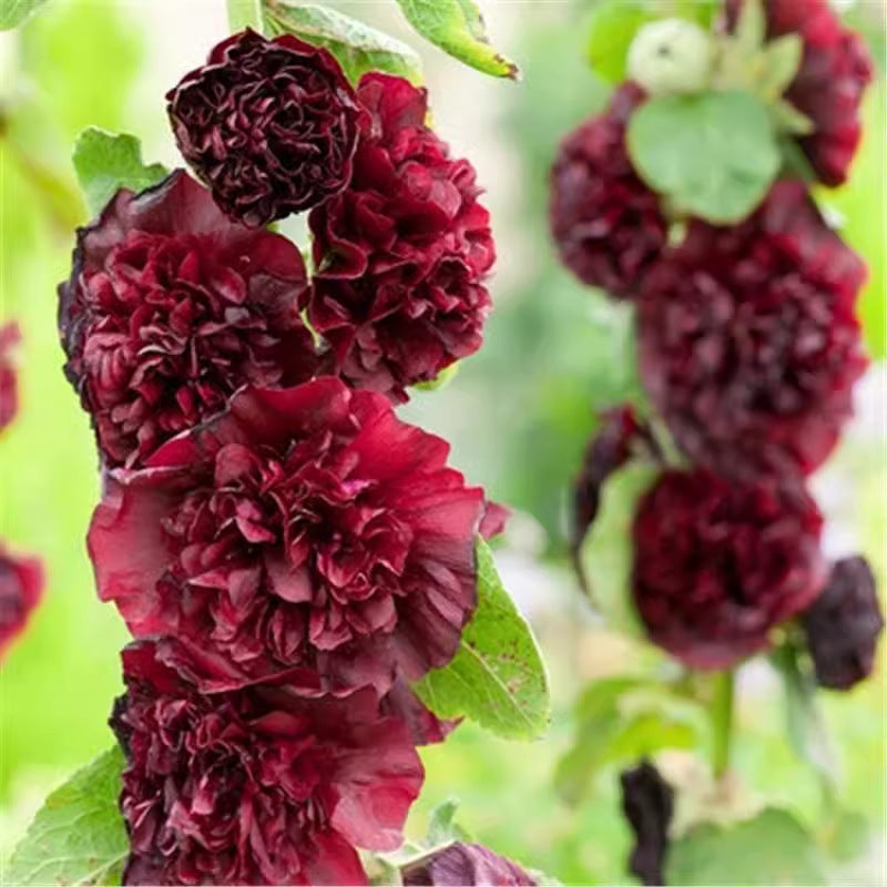 Double Hollyhock Seeds