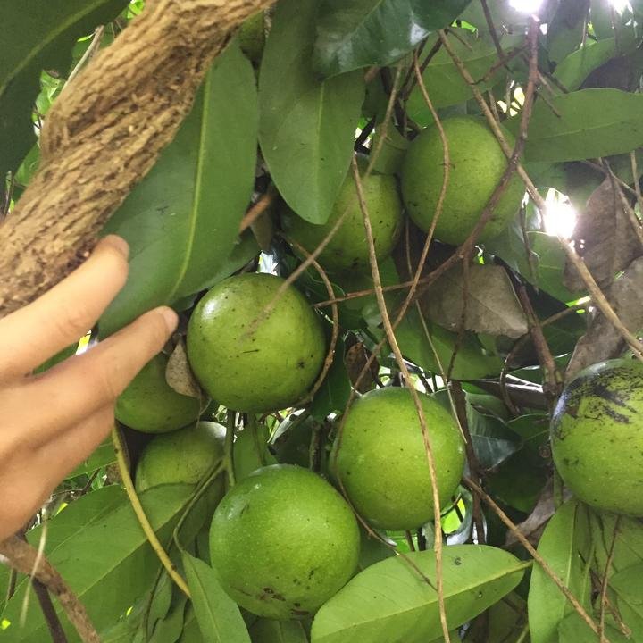 Black Sapote Seeds