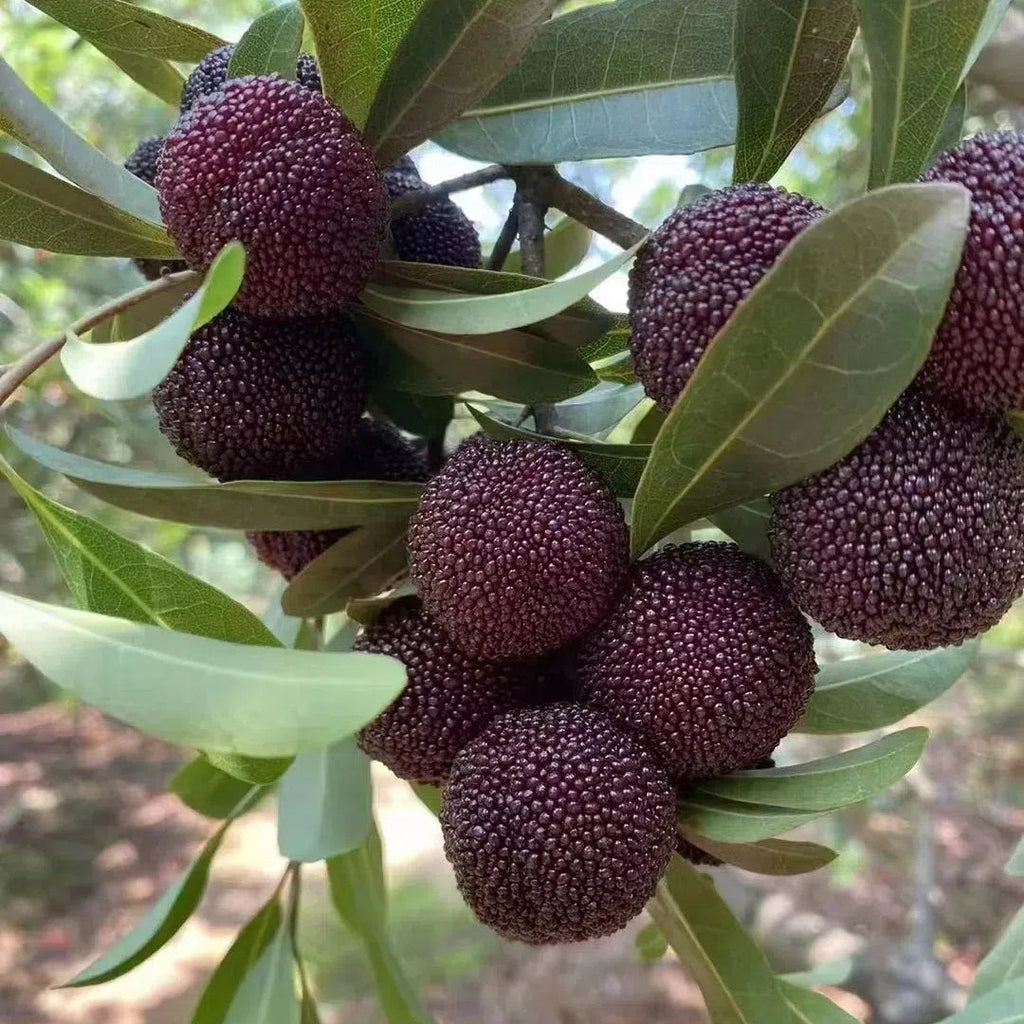 🍒 Giant Black Pearl Bayberry Seeds