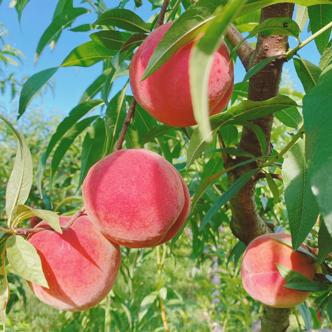 Peach Seeds