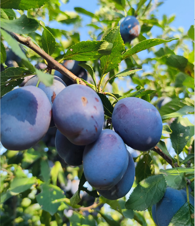 Blue Honey Prune Seeds