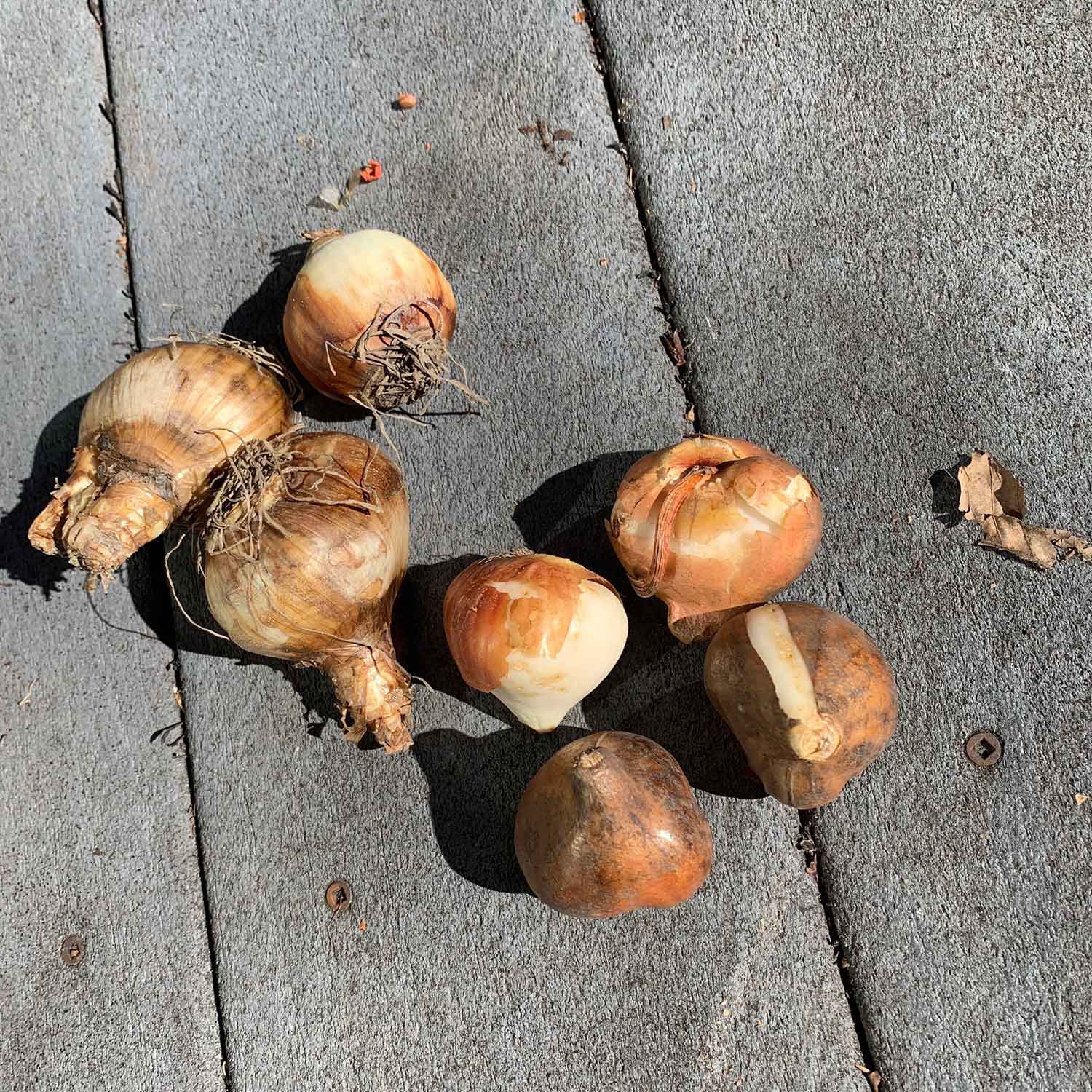 Tulip & Daffodil Bulbs - Popping Up Peach Mix