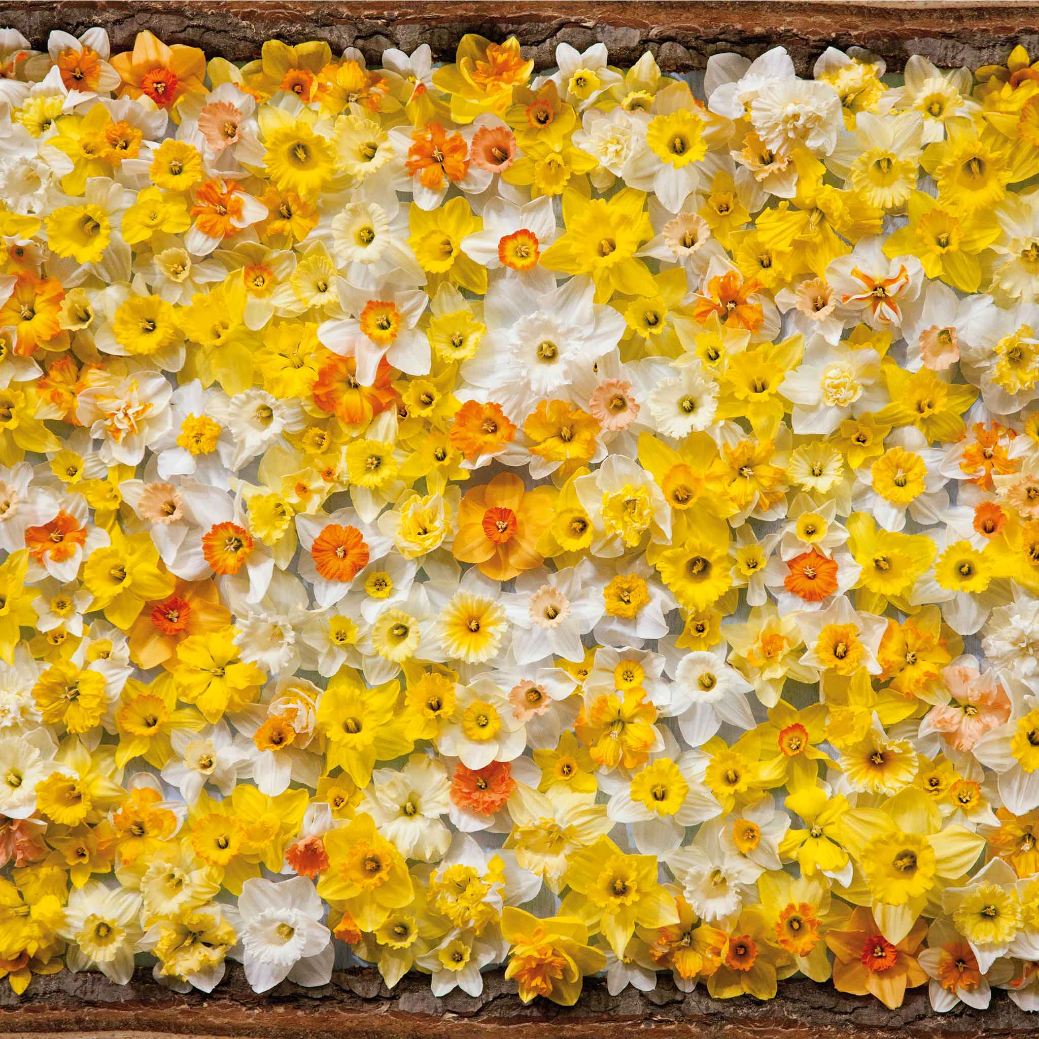 Daffodil Bulbs - All Star Mix