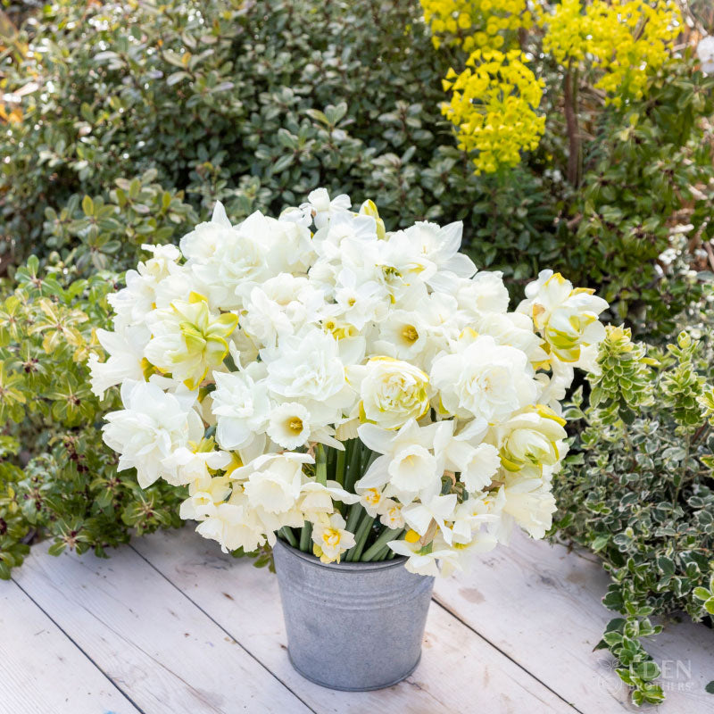 Daffodil Bulbs - All White Mix
