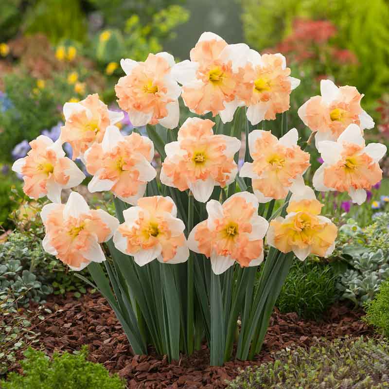 Daffodil Bulbs - Apple Pie