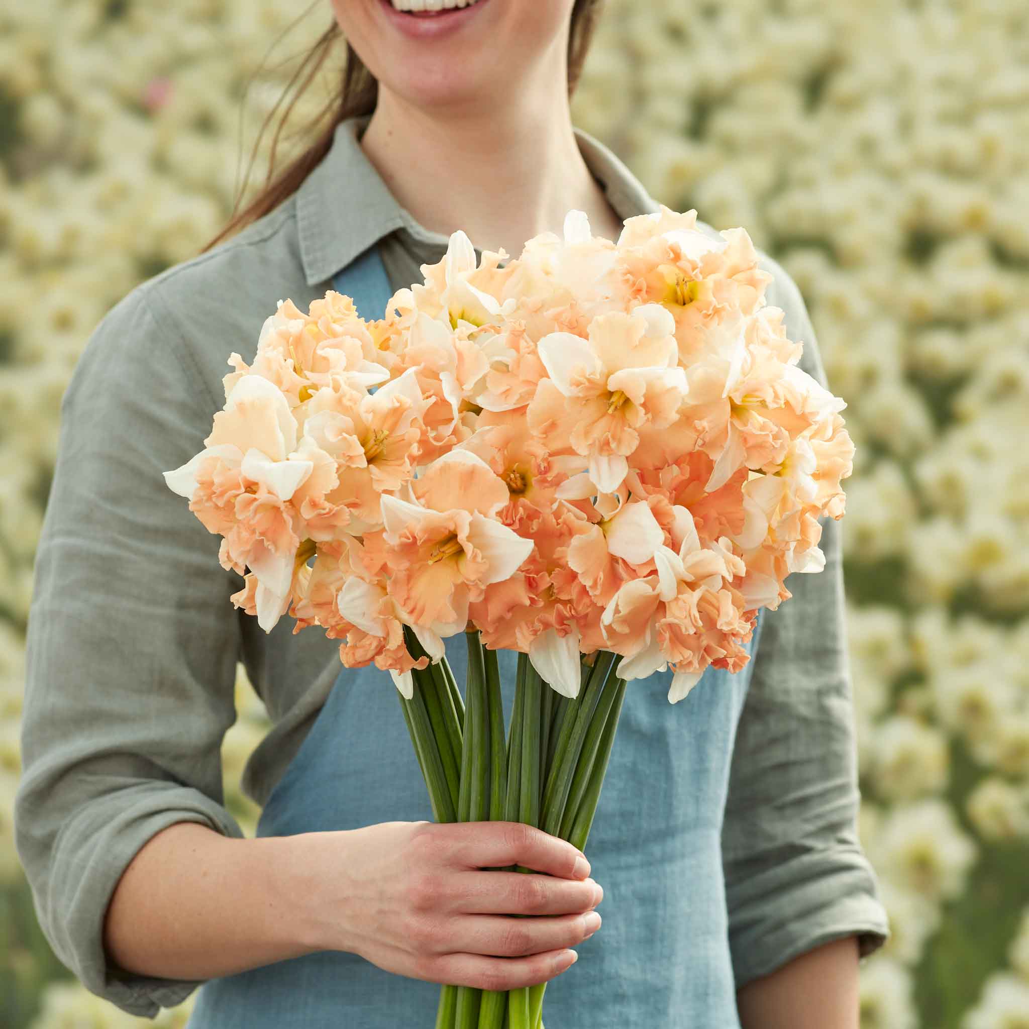 Daffodil Bulbs - Apple Pie