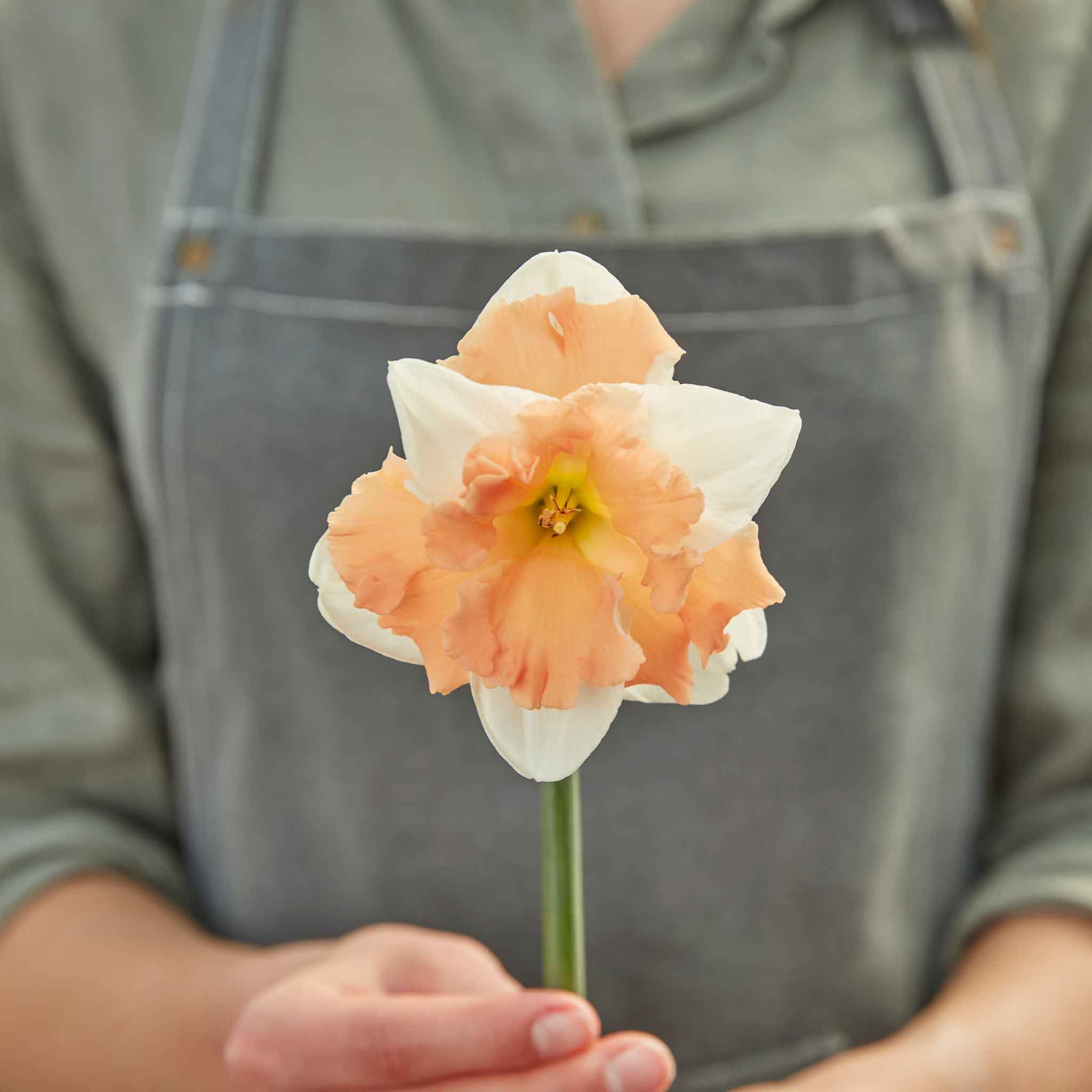 Daffodil Bulbs - Apple Pie