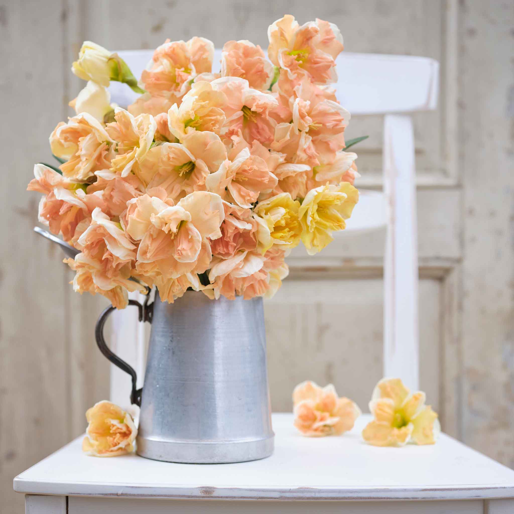 Daffodil Bulbs (Butterfly) - Apricot Whirl
