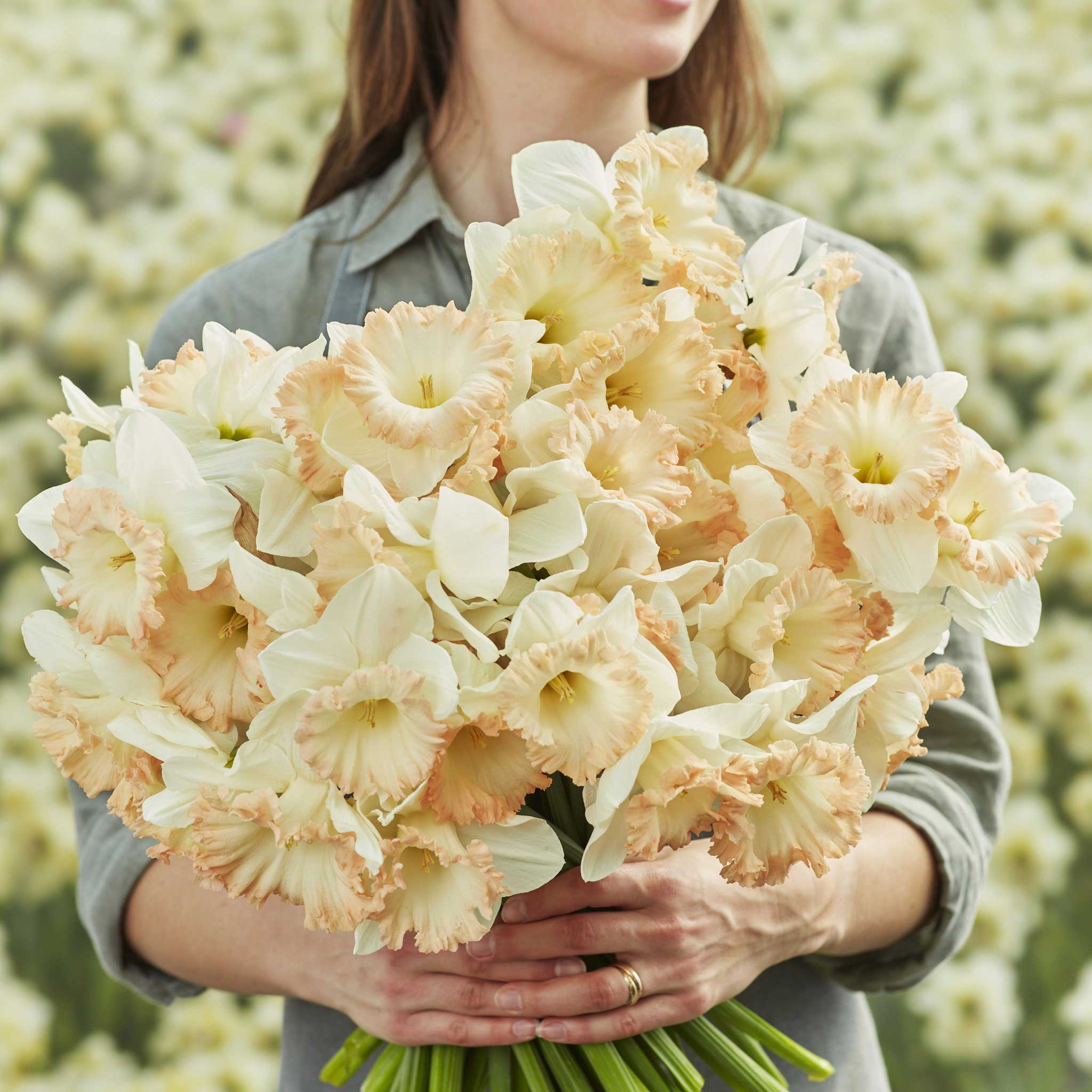 Daffodil Bulbs - British Gamble