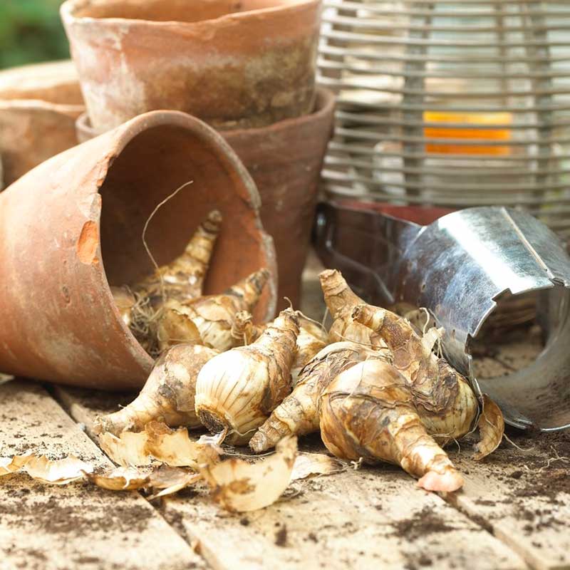 Daffodil Bulbs - Sunny Girlfriend