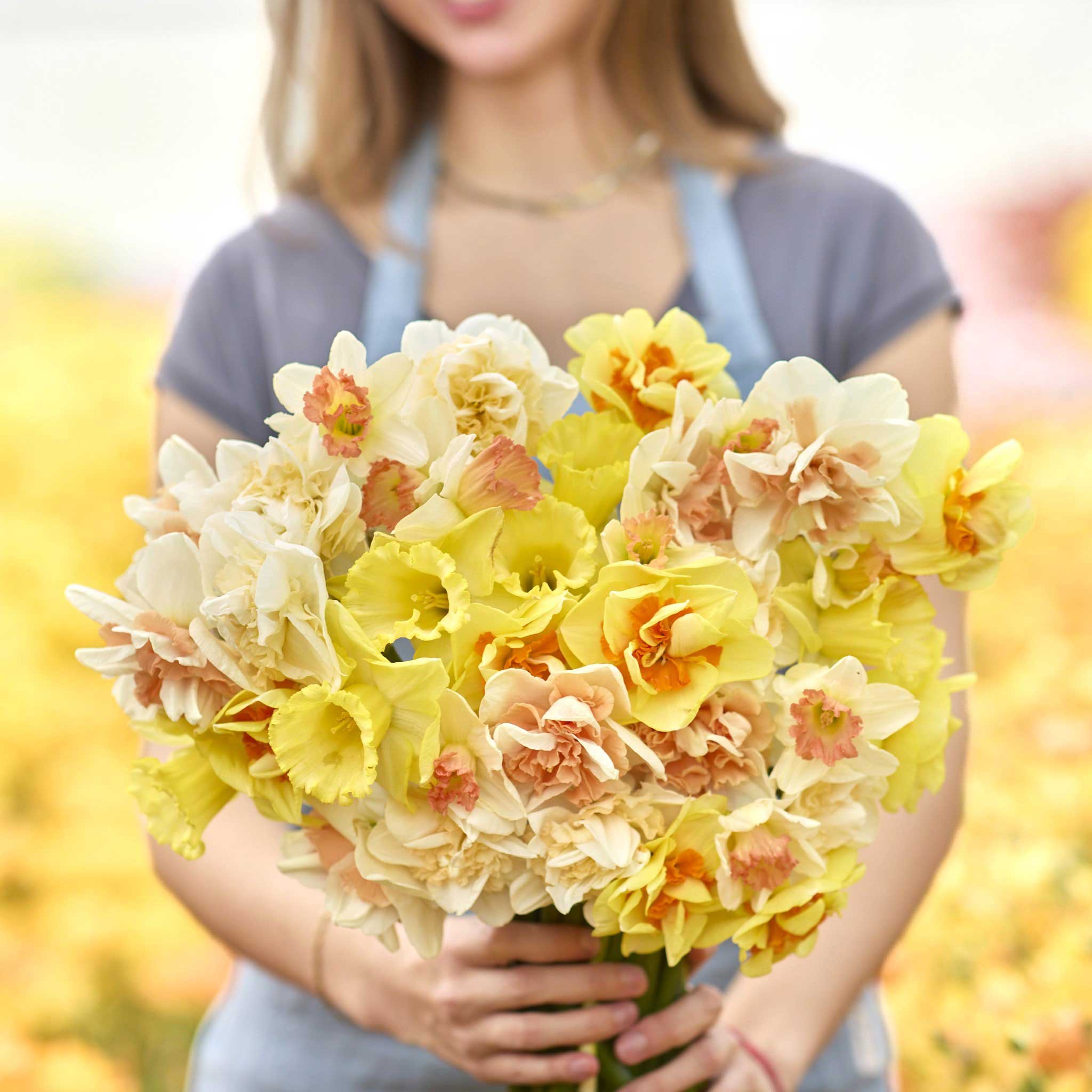 Daffodil Bulbs - Citrus Sorbet Mix