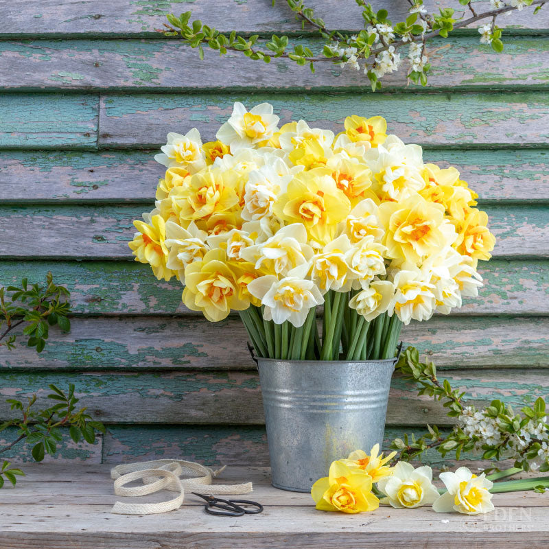 Daffodil Bulbs - Double Mixed