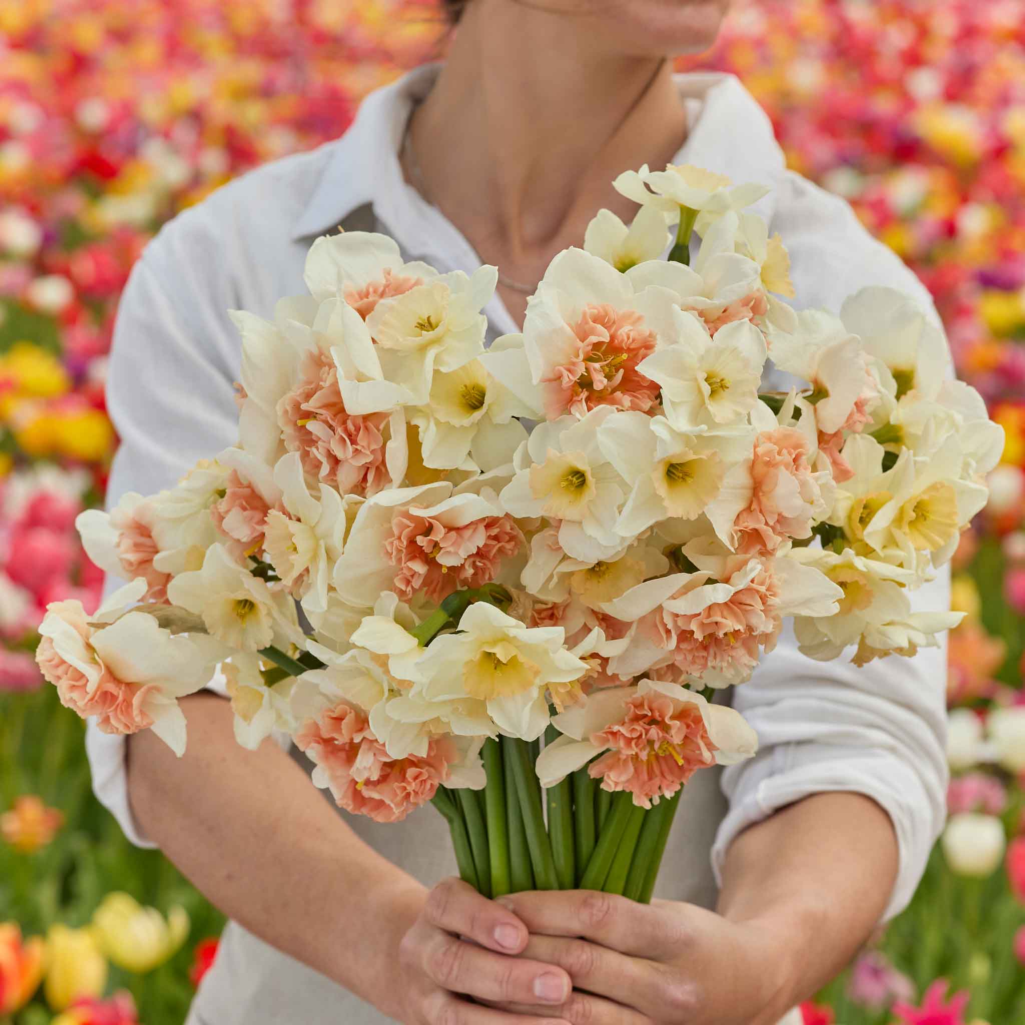 Daffodil Bulbs - Double Take Mix