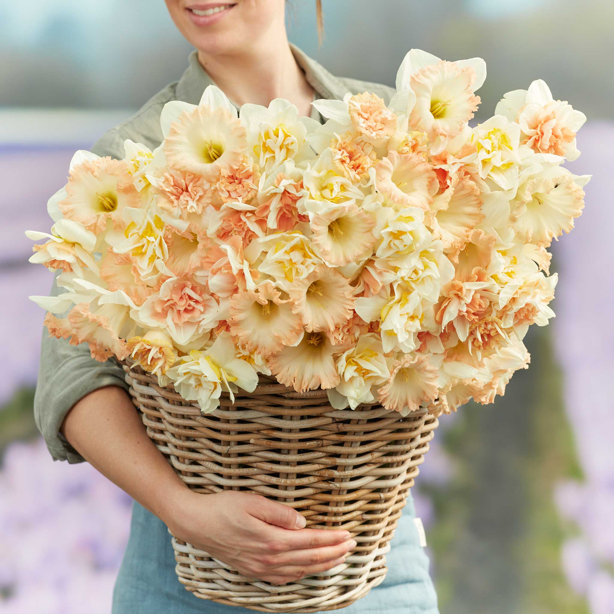 Daffodil Bulbs - Evelyn's Mix