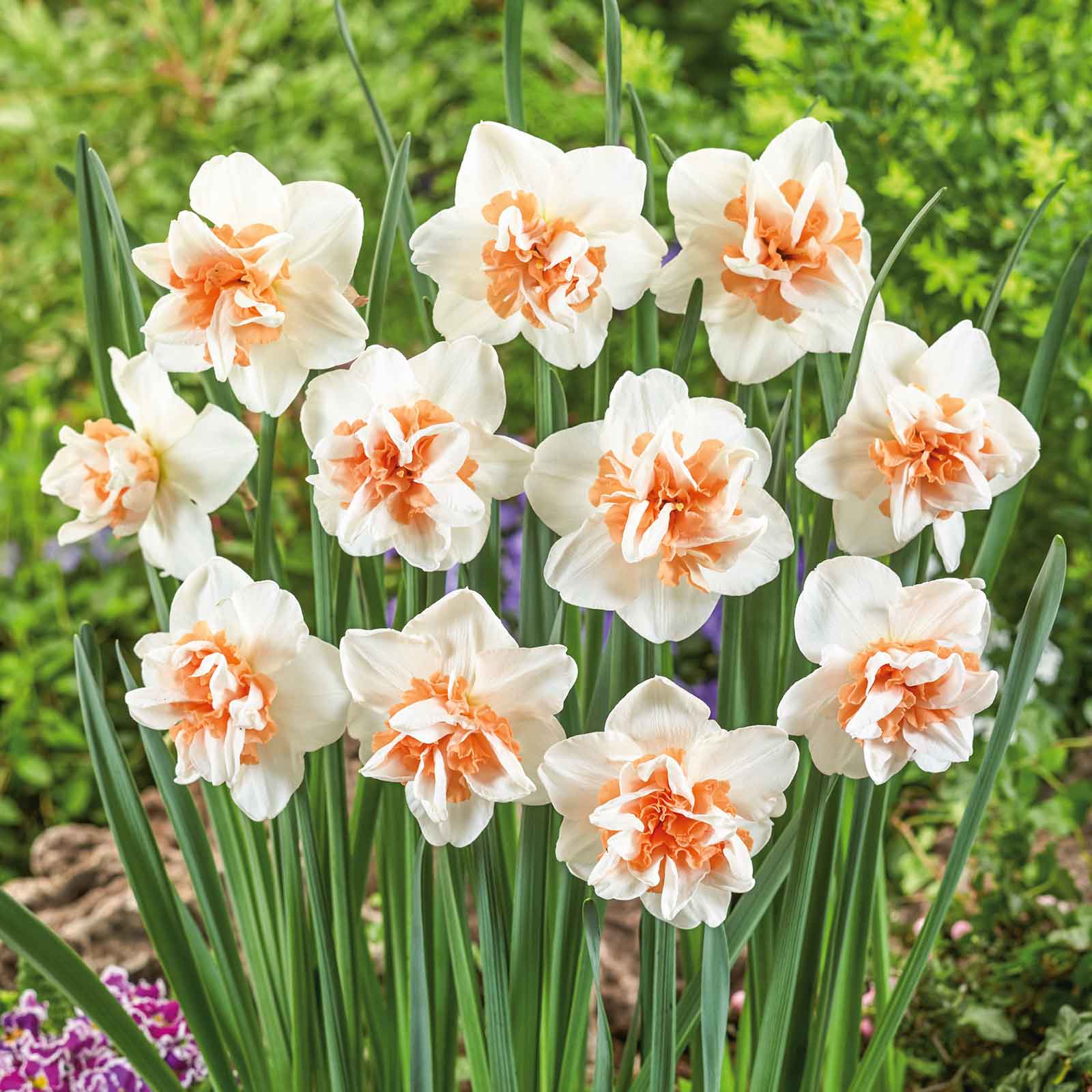 Daffodil Bulbs - Extravaganza