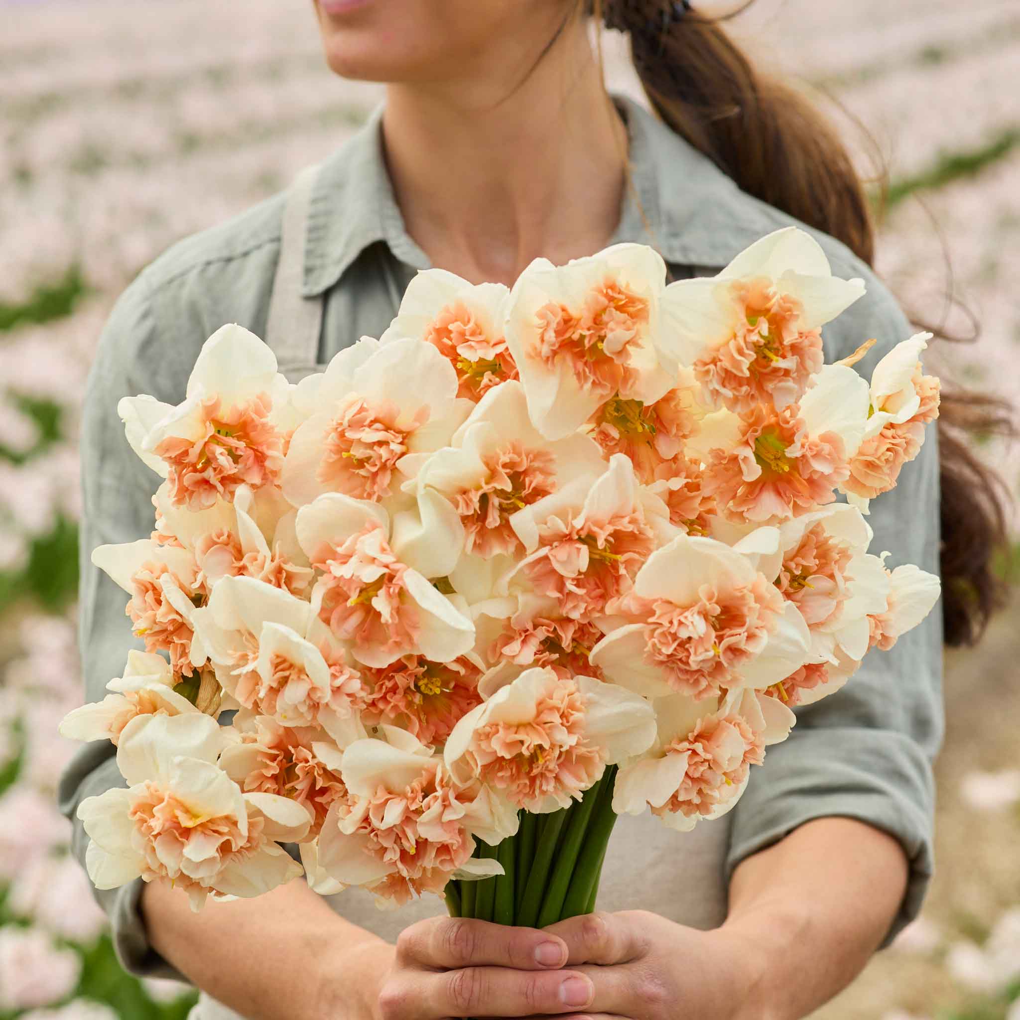 Daffodil Bulbs  - Fire Drill