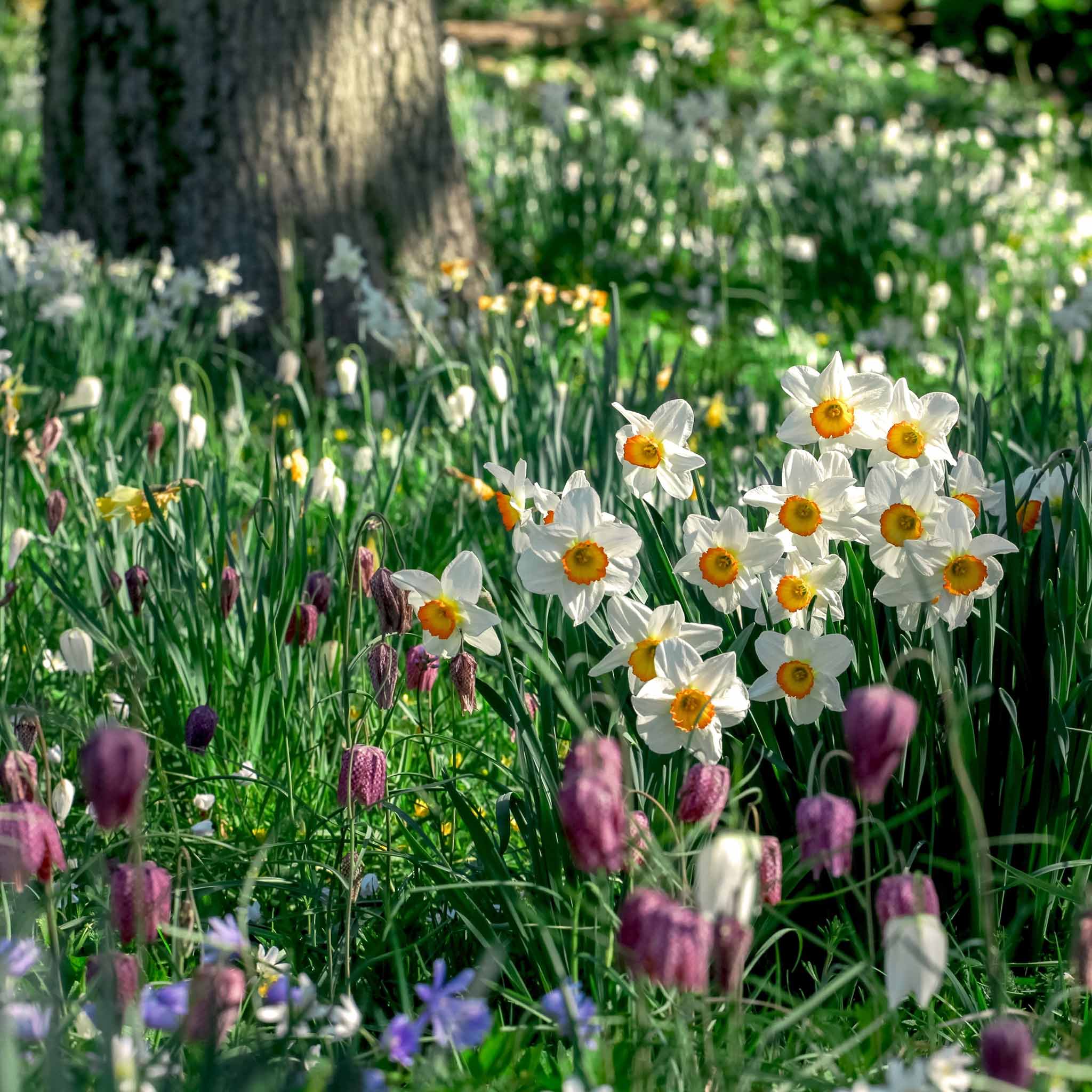 Daffodil Bulbs (Large Cupped) - Flower Record