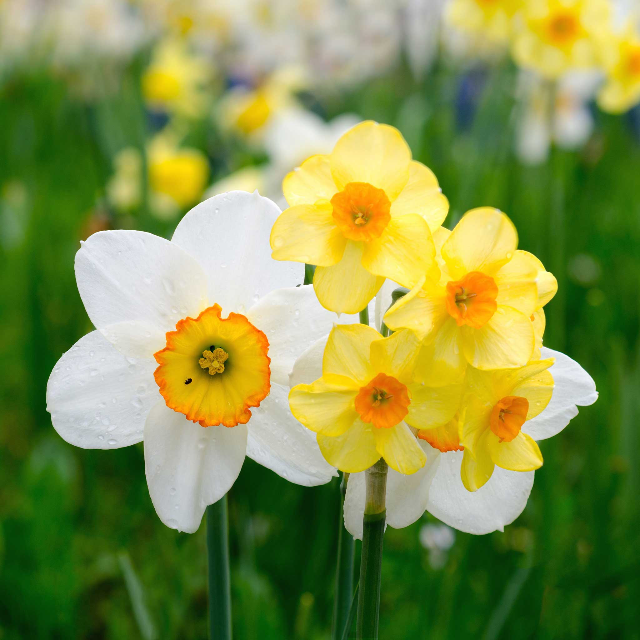 Daffodil Bulbs (Large Cupped) - Flower Record