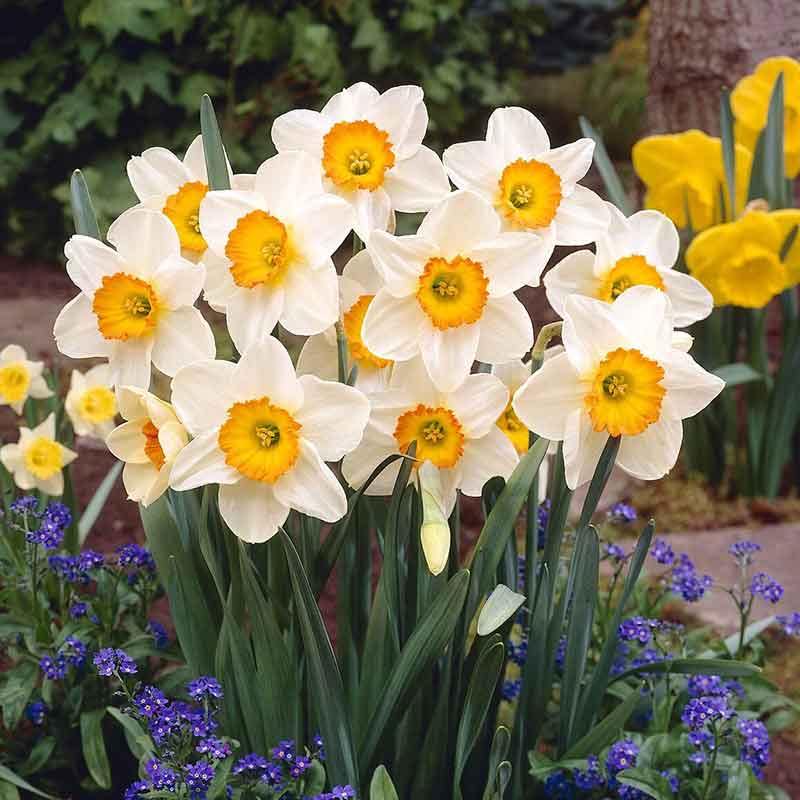 Daffodil Bulbs (Large Cupped) - Flower Record