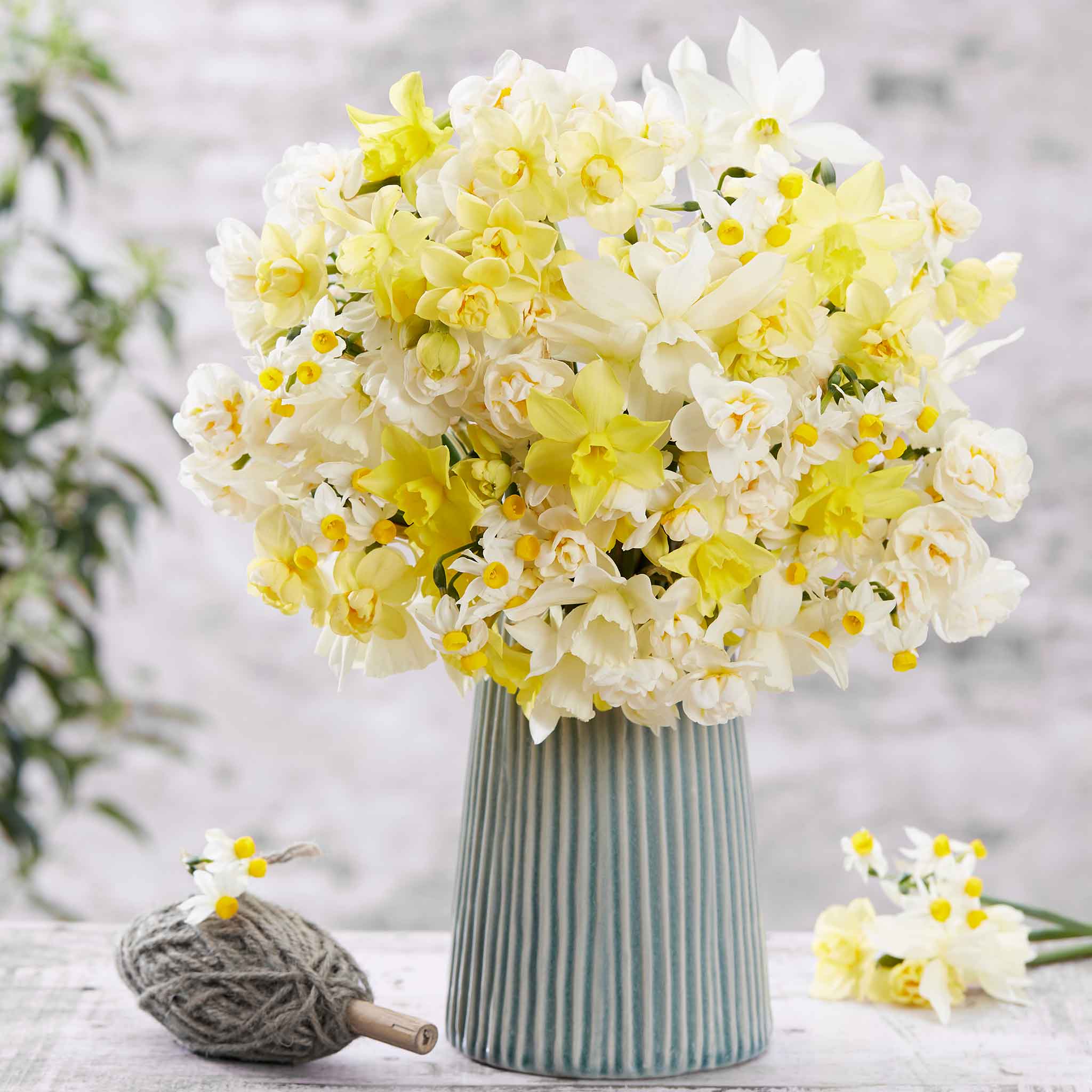 Daffodil Bulbs - Fragrant Mix