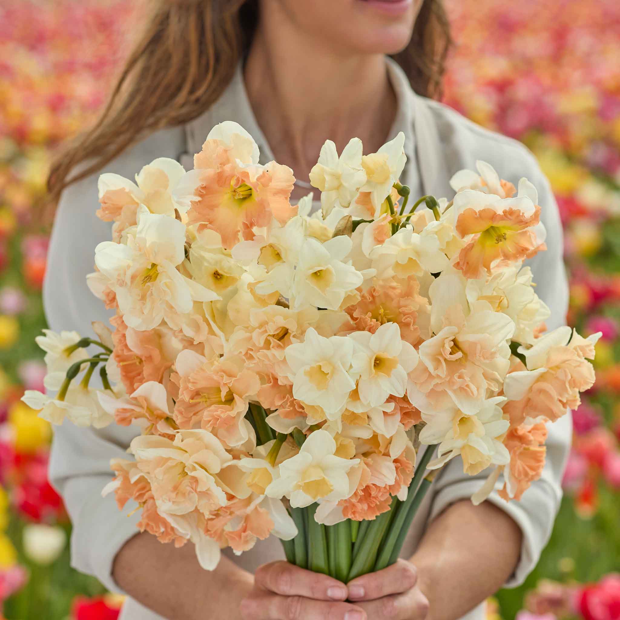 Daffodil Bulbs - Golden Glow Mix