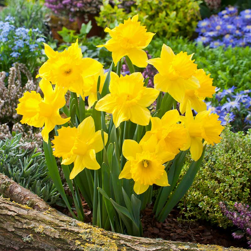 Jumbo Daffodil Bulbs (Trumpet) - Dutch Master