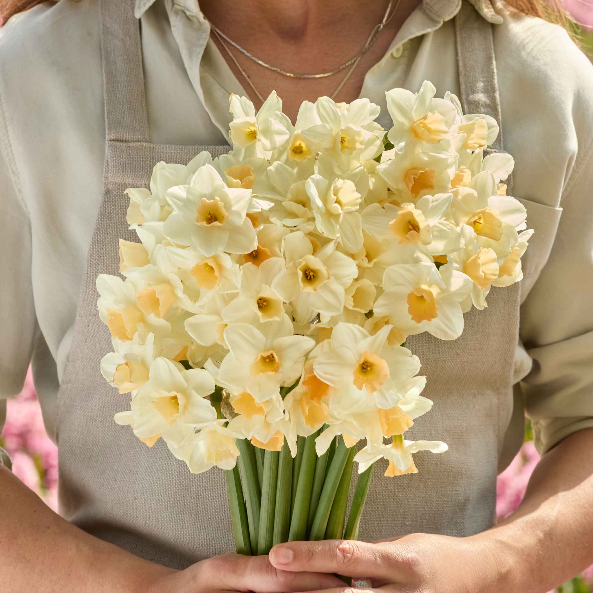 Daffodil Bulbs  - Kapiti Peach
