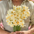 Daffodil Bulbs  - Kapiti Peach