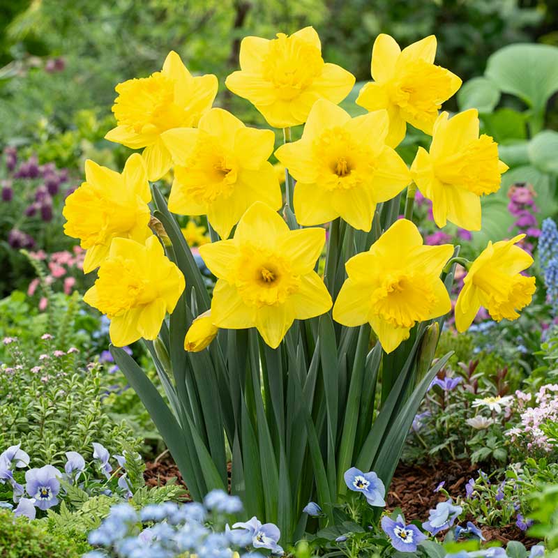 Daffodil Bulbs (Trumpet) - King Alfred