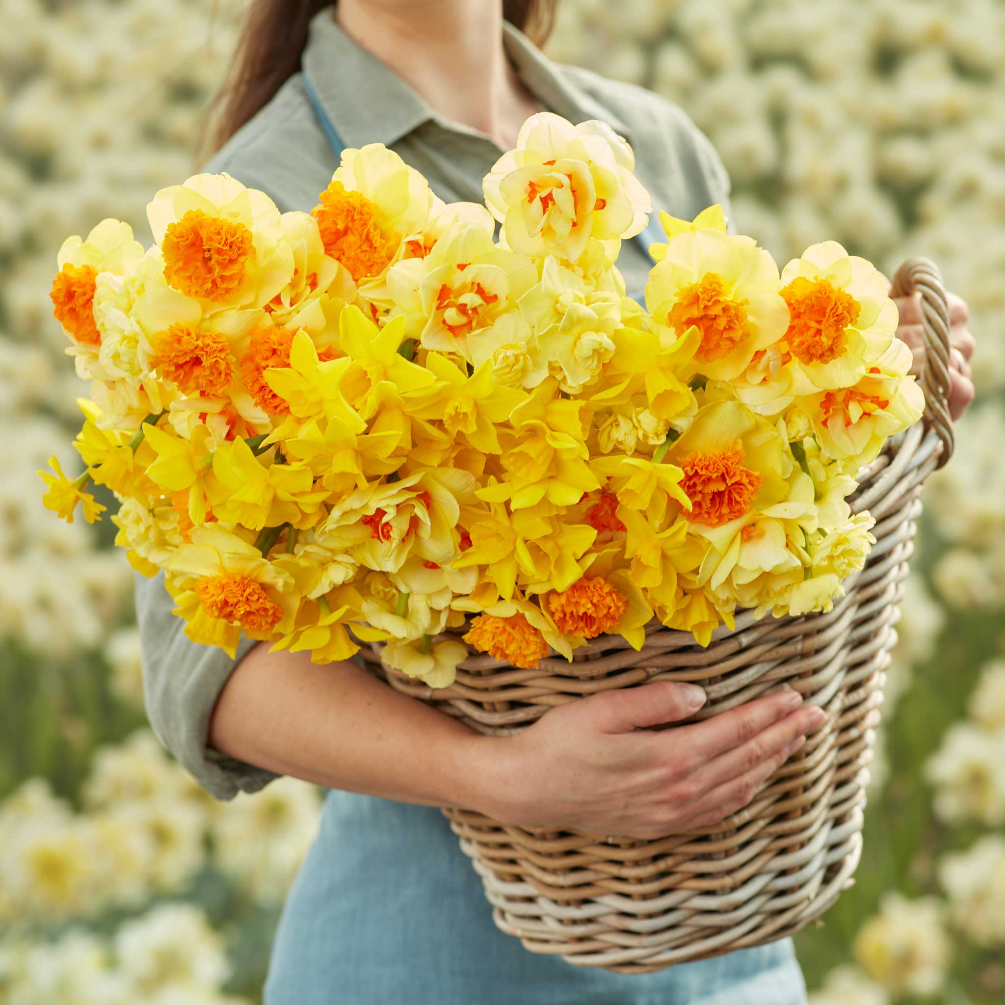 Daffodil Bulbs - Mimosa Mix