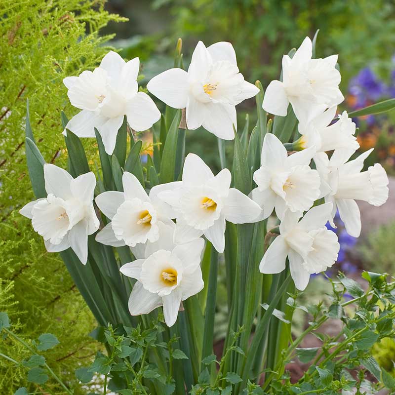 Daffodil Bulbs (Trumpet) - Mount Hood