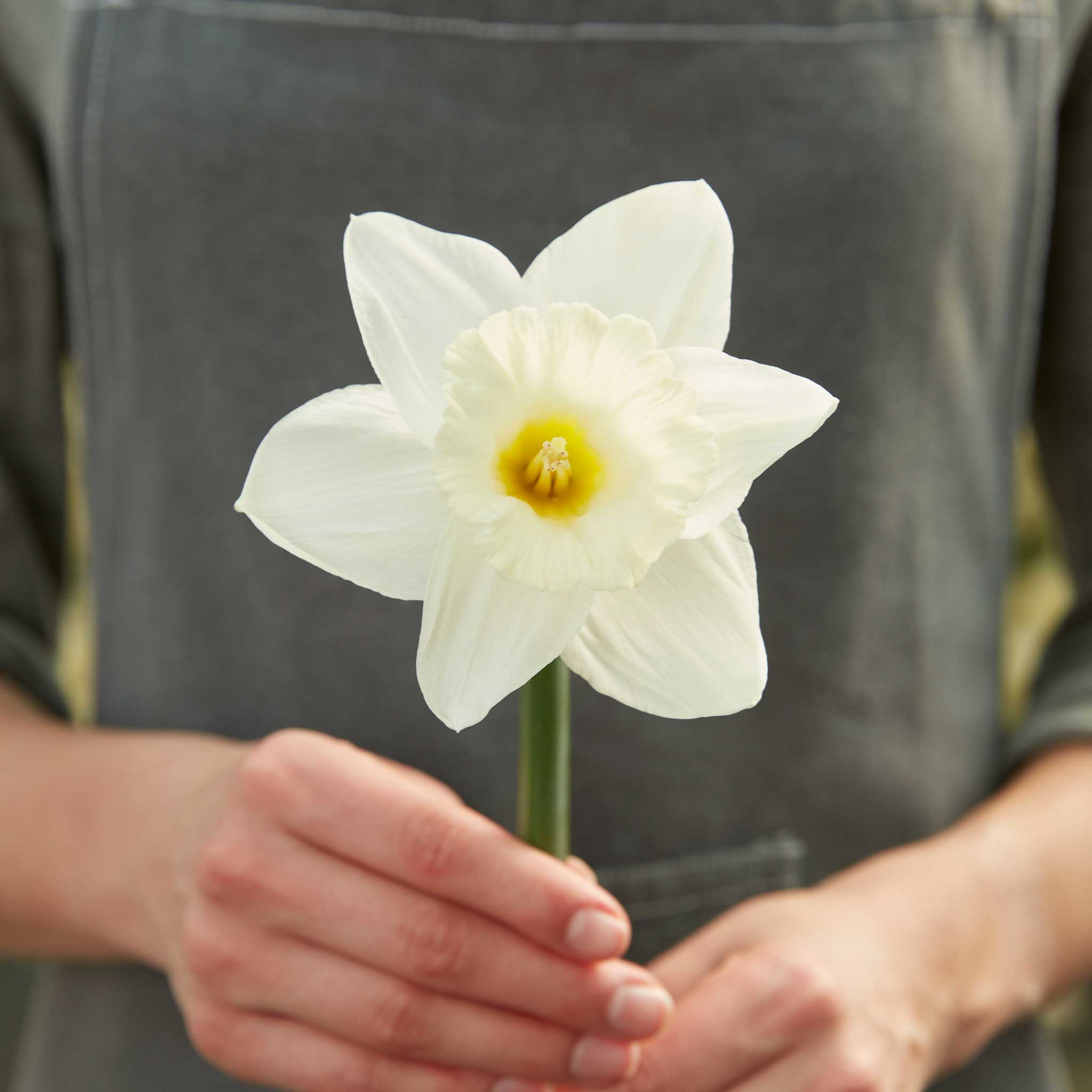 Daffodil Bulbs (Trumpet) - Mount Hood