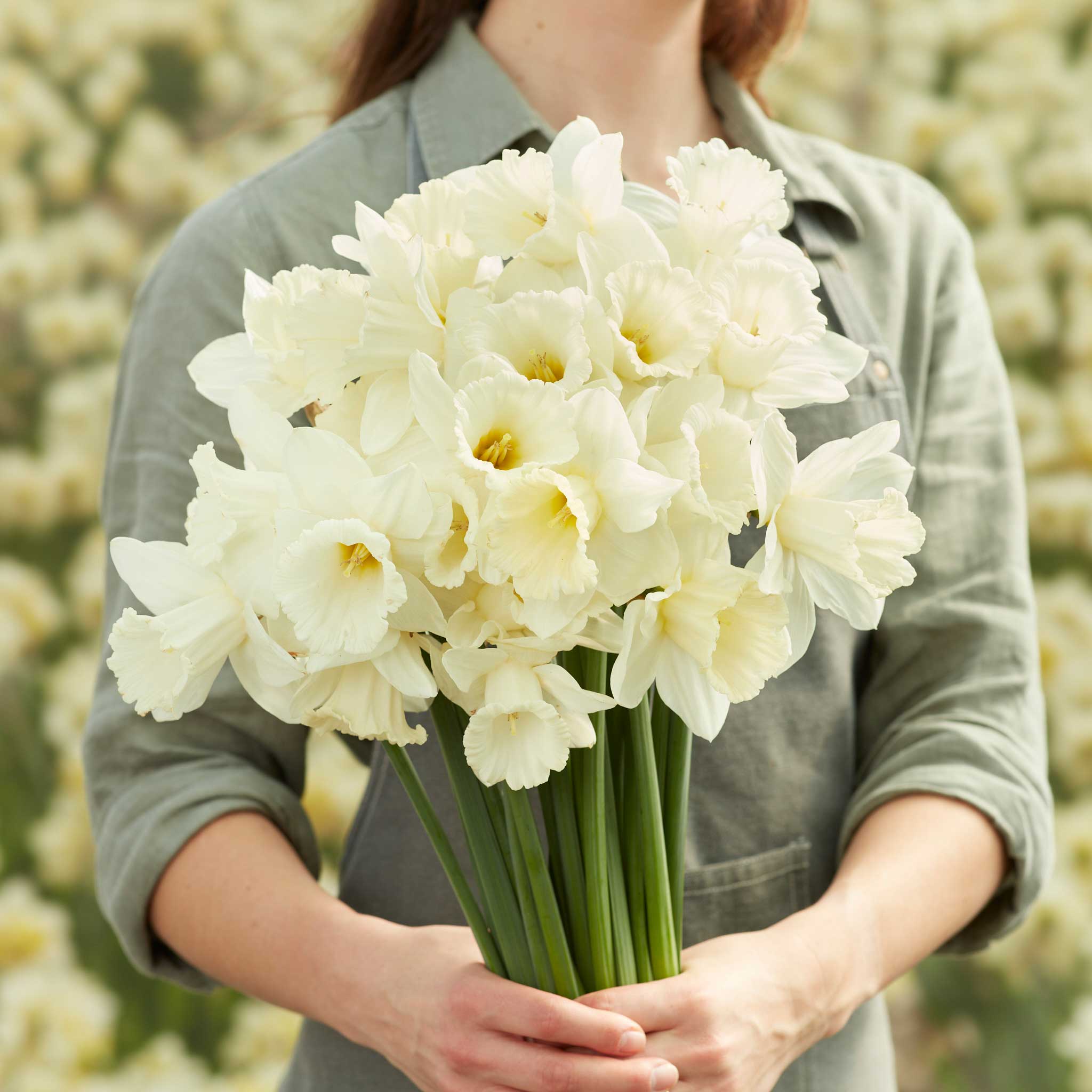 Daffodil Bulbs (Trumpet) - Mount Hood