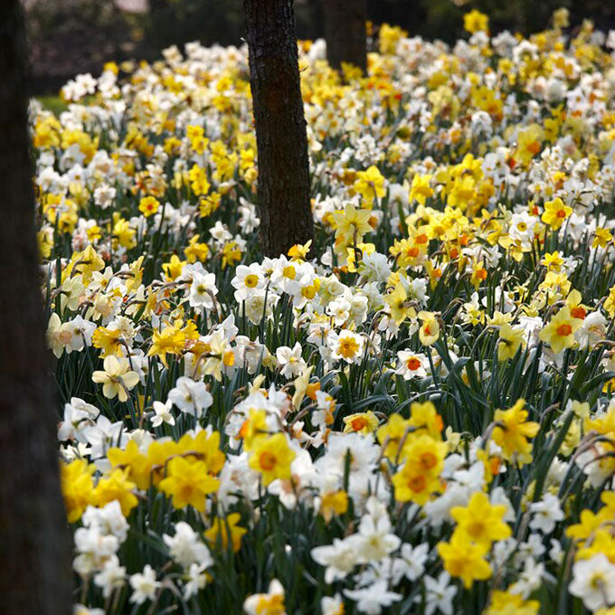 Daffodil Bulbs - Naturalizing Mix