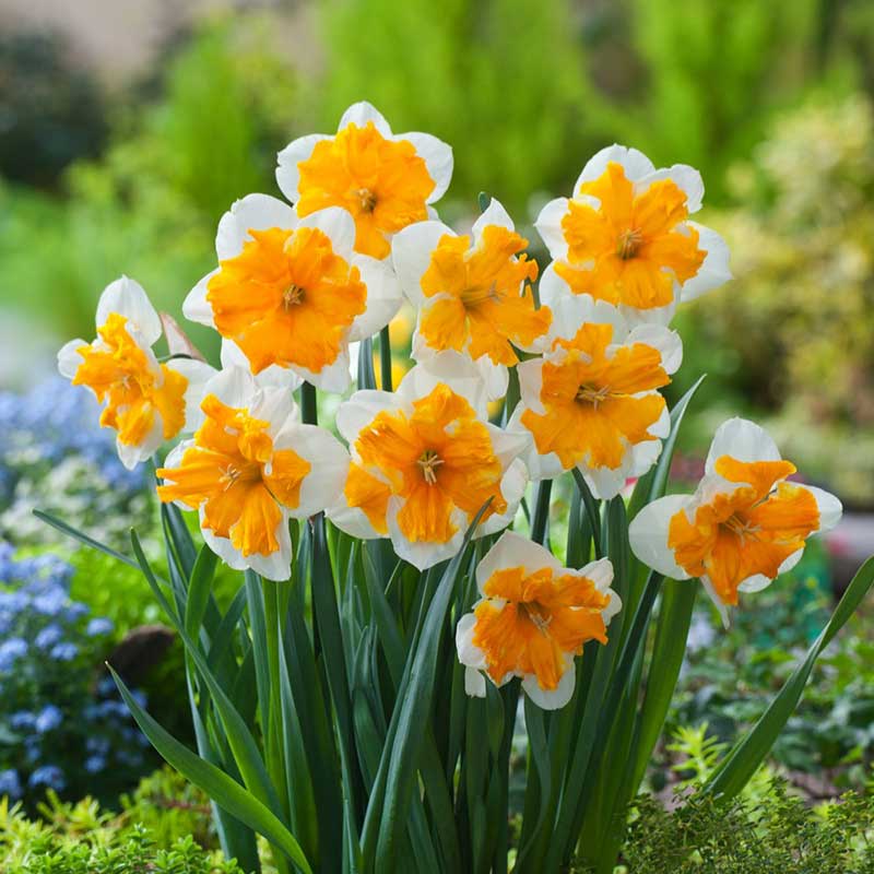 Daffodil Bulbs (Butterfly) - Orangery