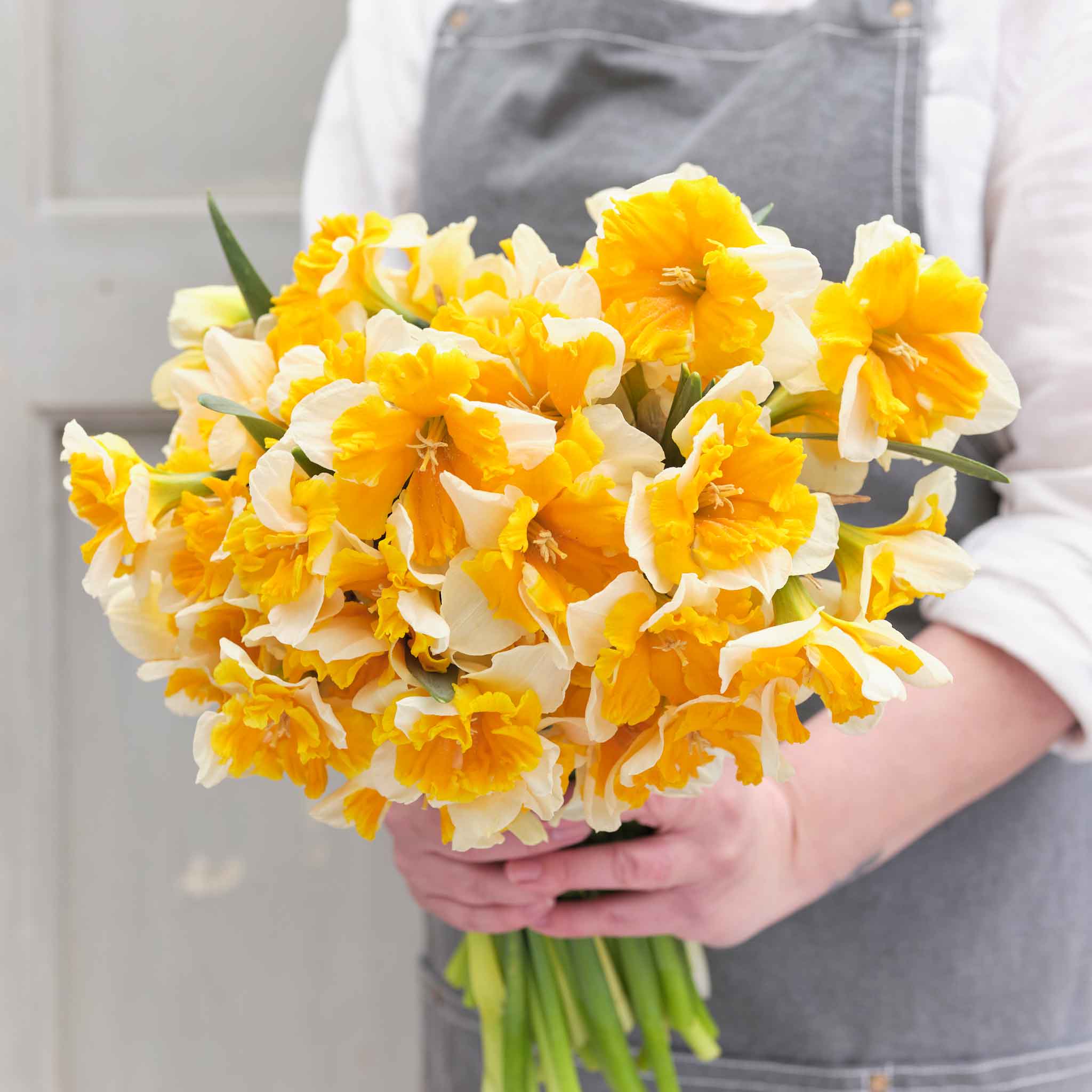 Daffodil Bulbs (Butterfly) - Orangery