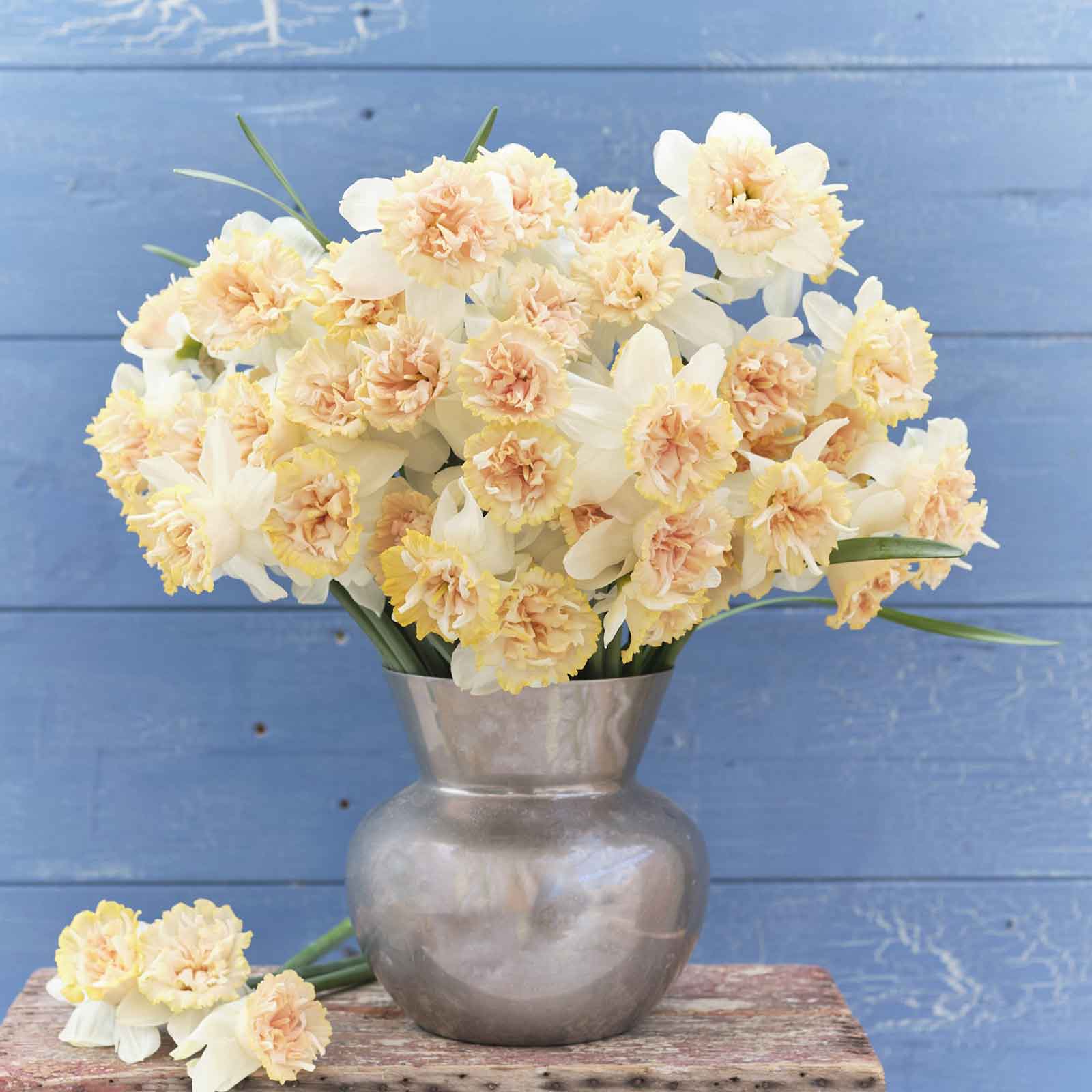Daffodil Bulbs (Double) - Petit Four