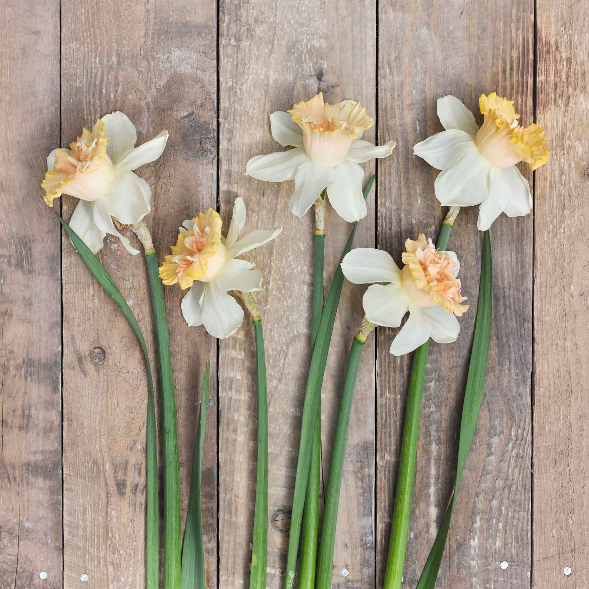 Daffodil Bulbs (Double) - Petit Four