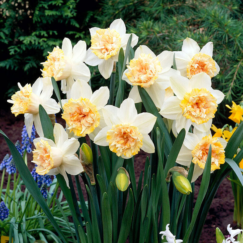 Daffodil Bulbs (Double) - Petit Four