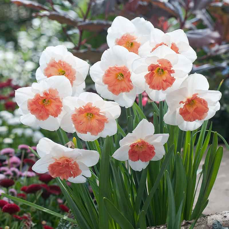 Daffodil Bulbs - Precocious