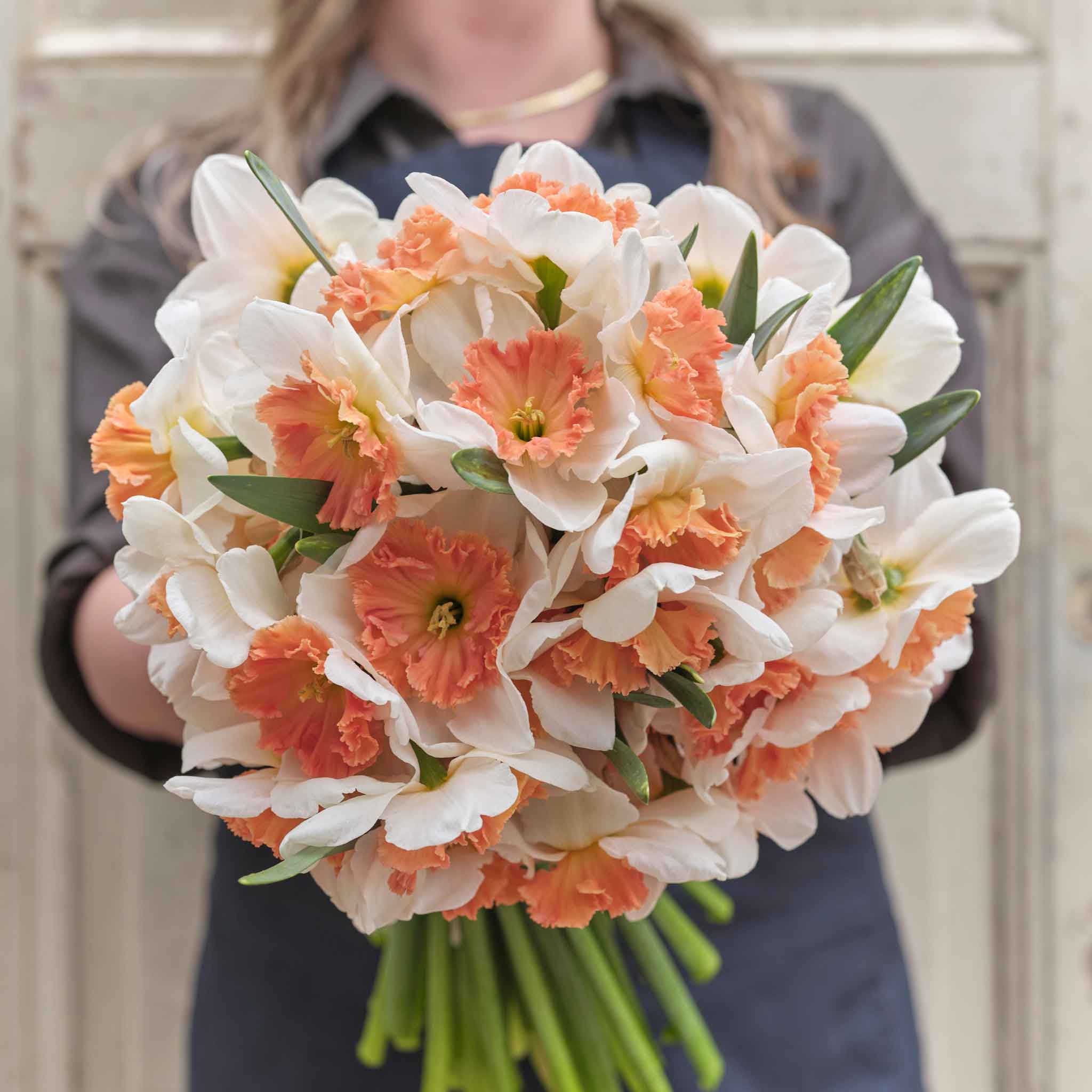 Daffodil Bulbs - Precocious