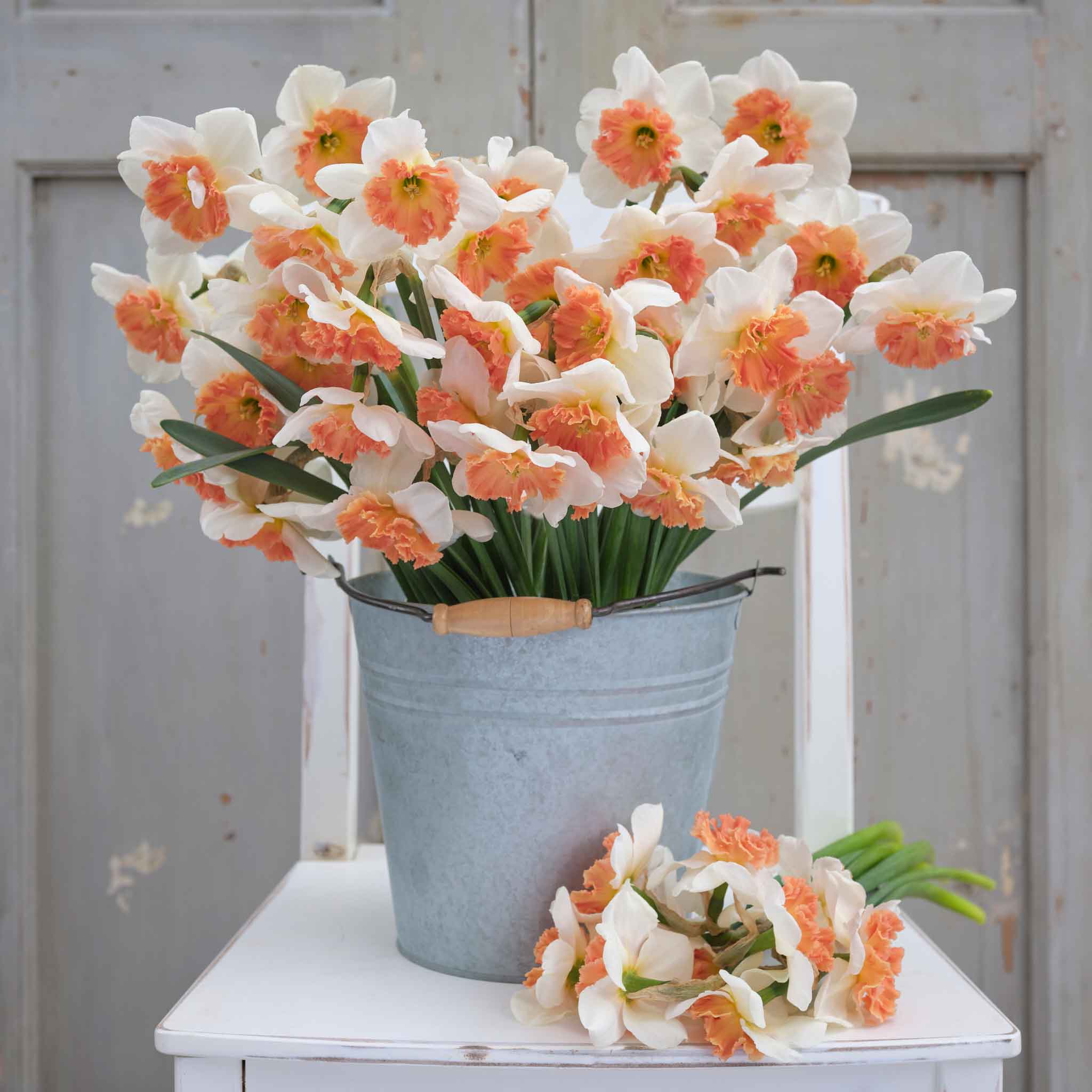 Daffodil Bulbs - Precocious