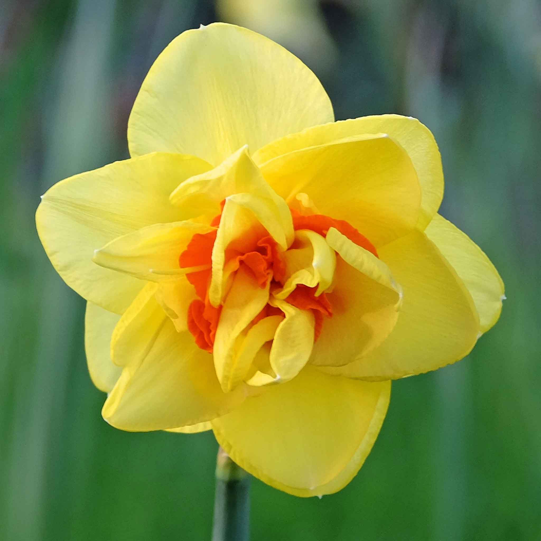 Daffodil Bulbs - Red Cup Mix