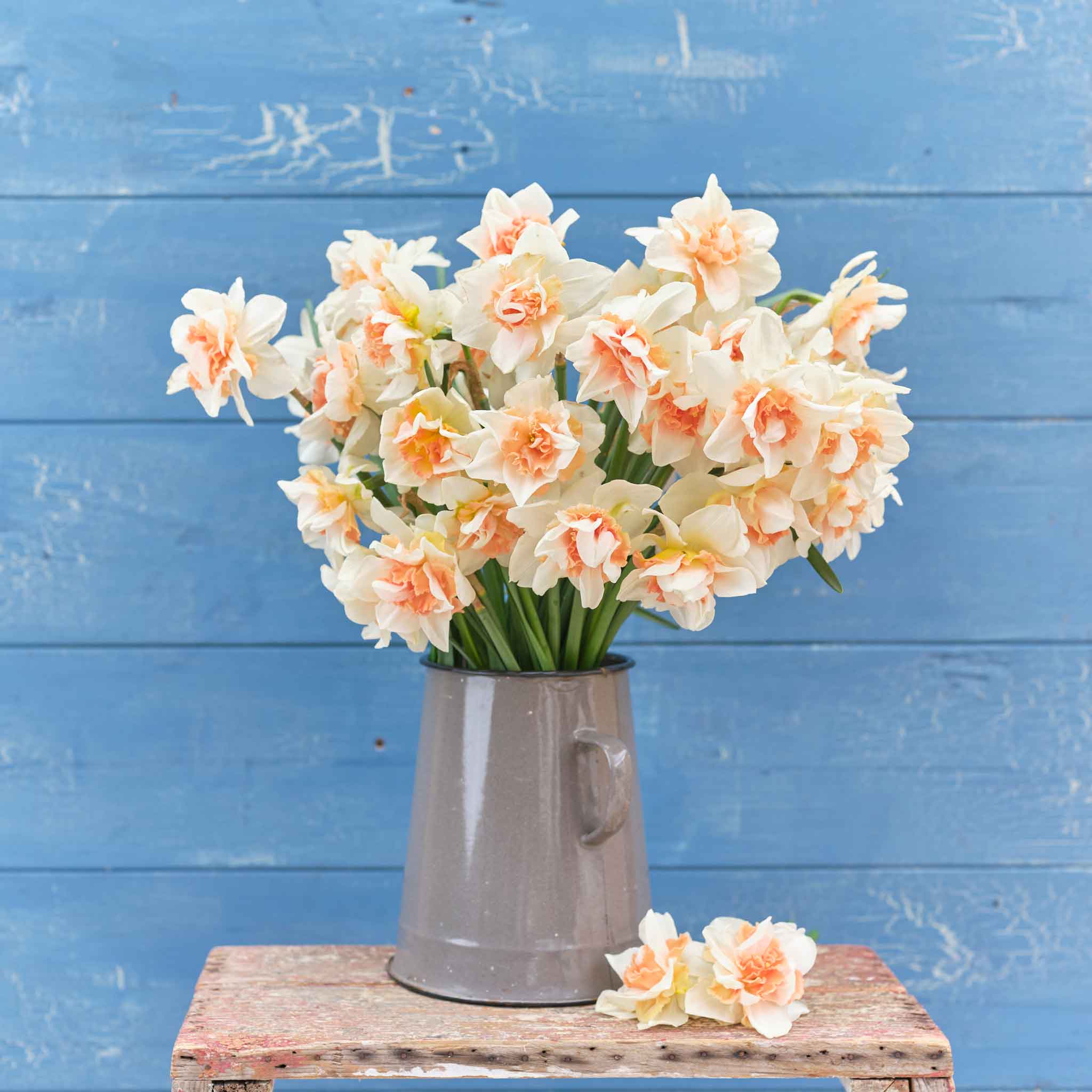 Daffodil Bulbs - Replete