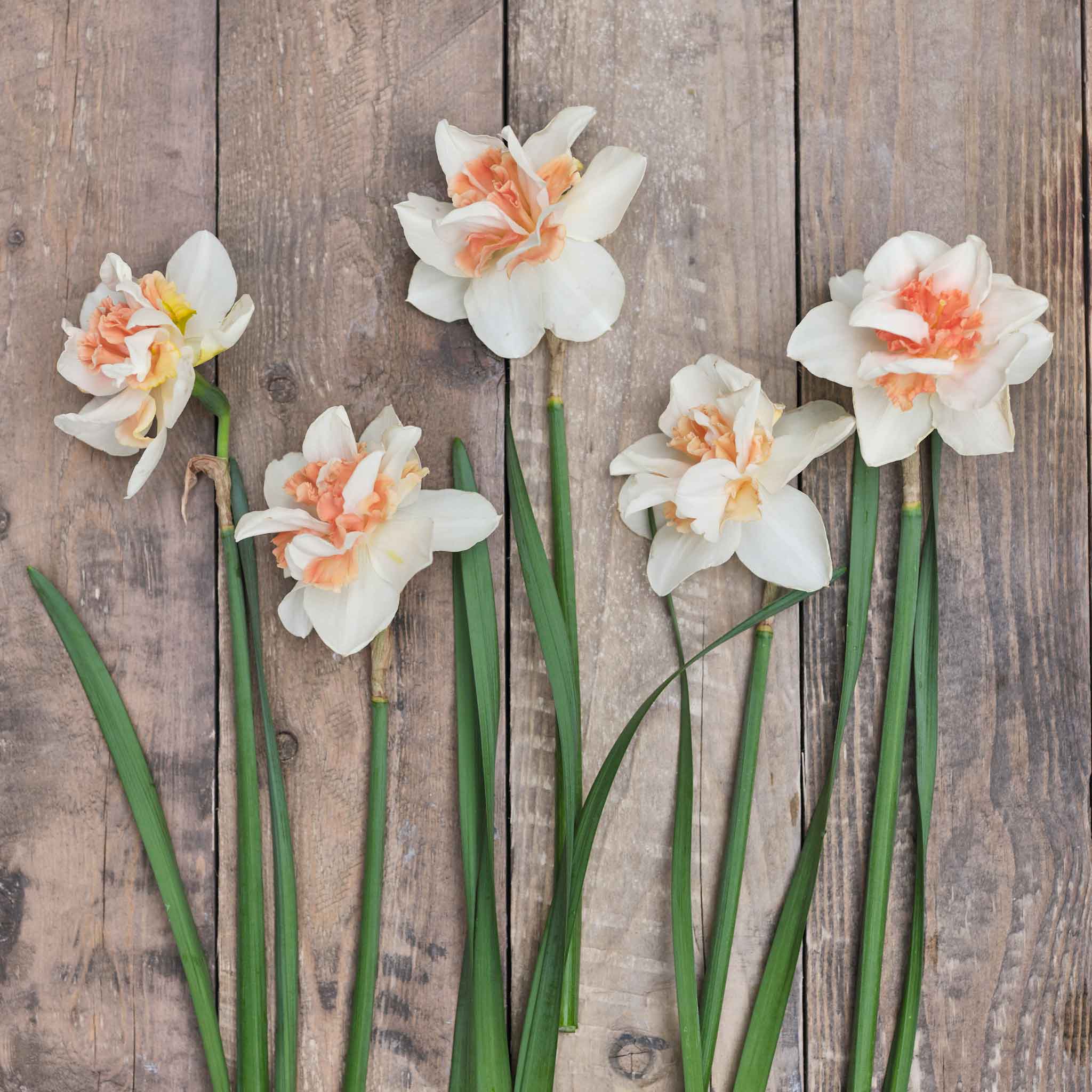 Daffodil Bulbs - Replete