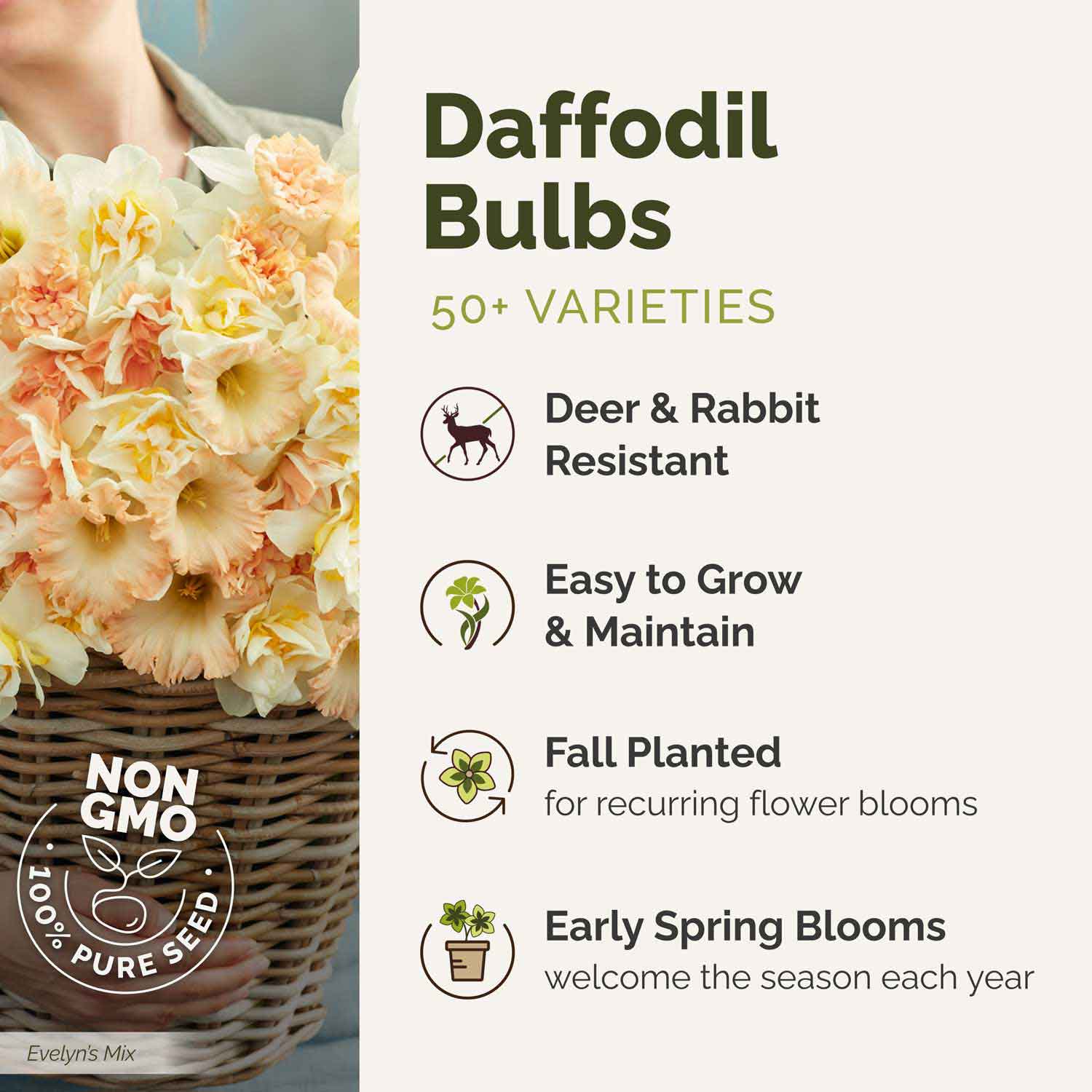 Daffodil Bulbs - Country Roads Mix