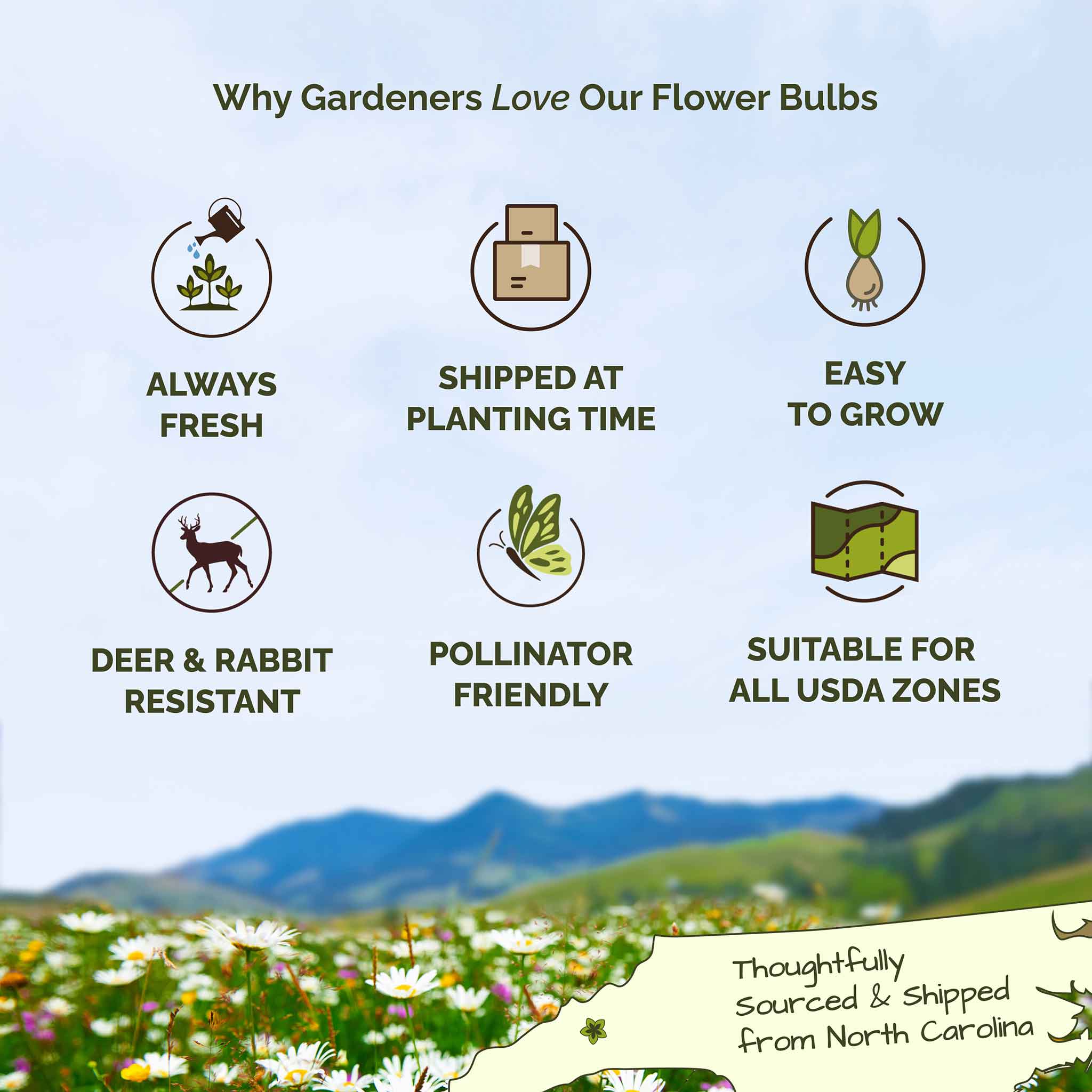 Daffodil Bulbs  - Kapiti Peach