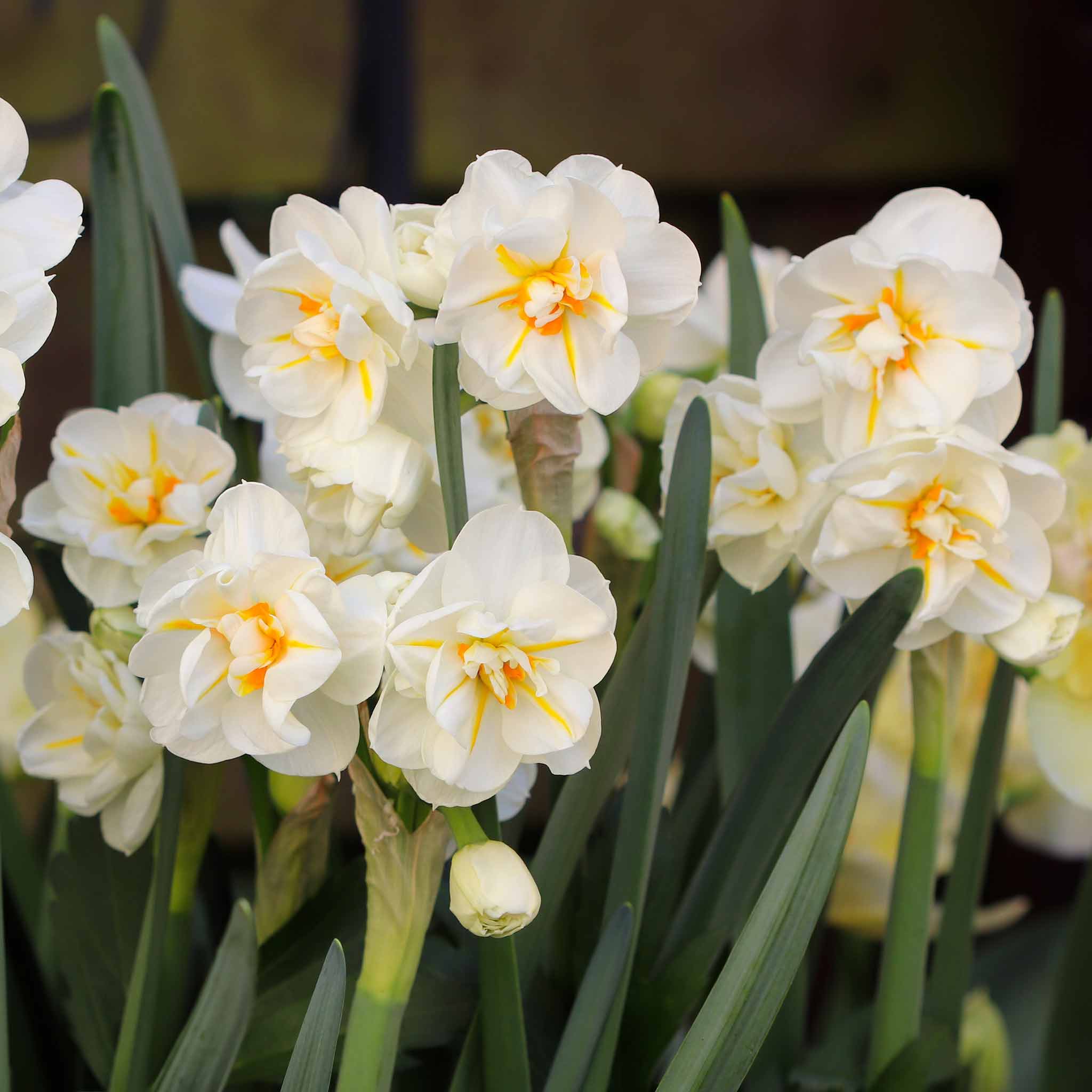 Daffodil Bulbs (Double) - Sir Winston Churchill