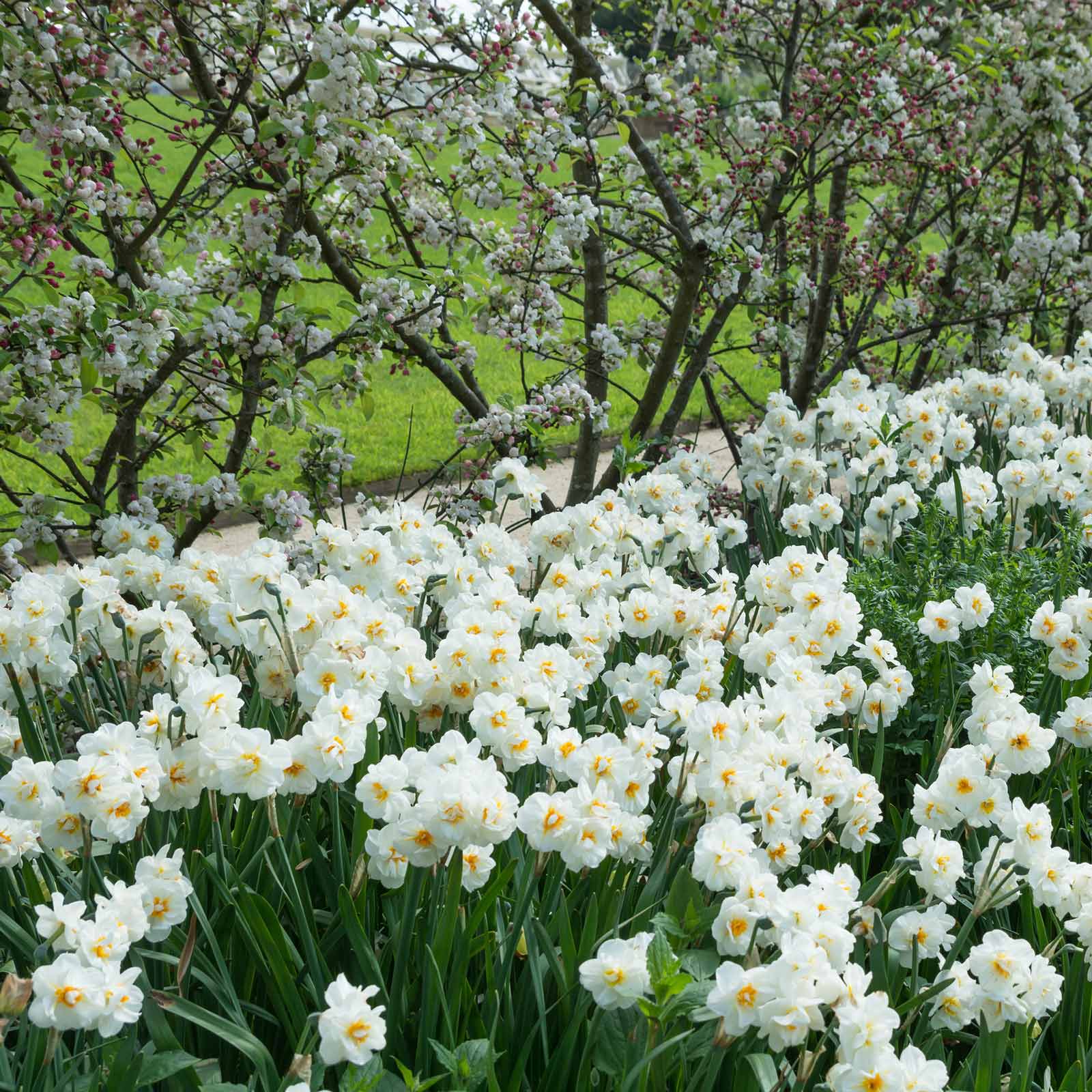 Daffodil Bulbs (Double) - Sir Winston Churchill
