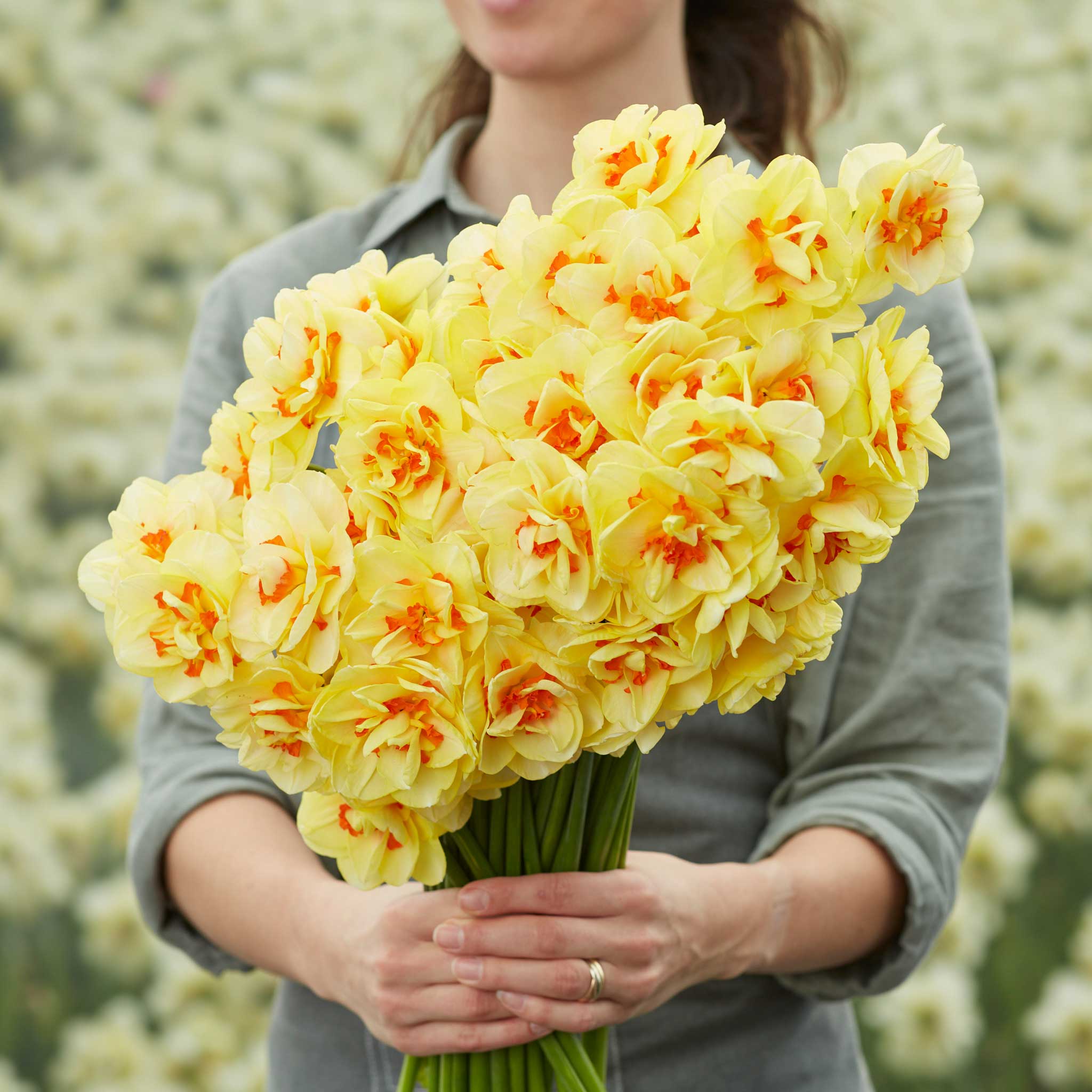 Daffodil Bulbs (Double) - Tahiti